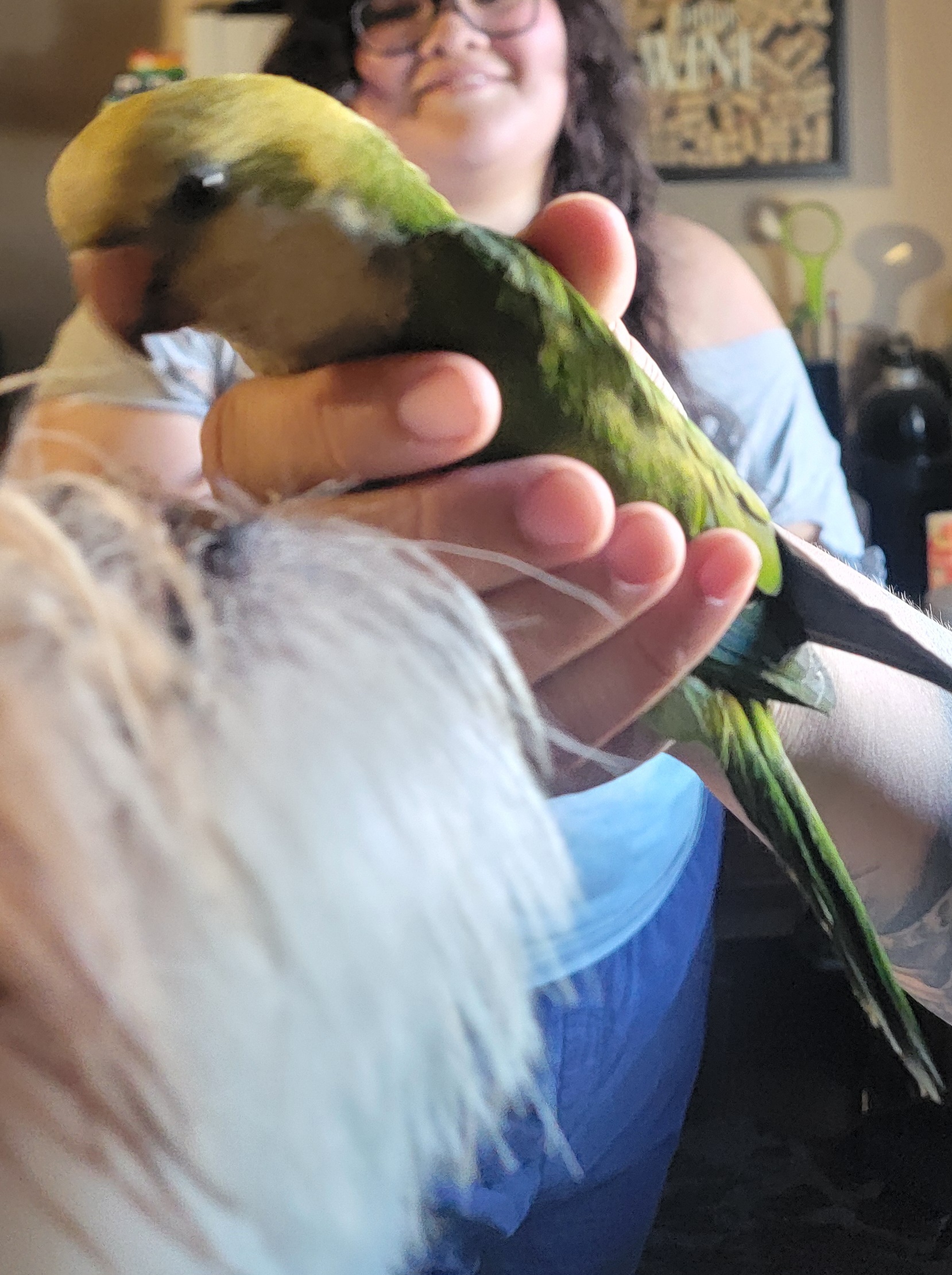 最近認識された鳥の写真