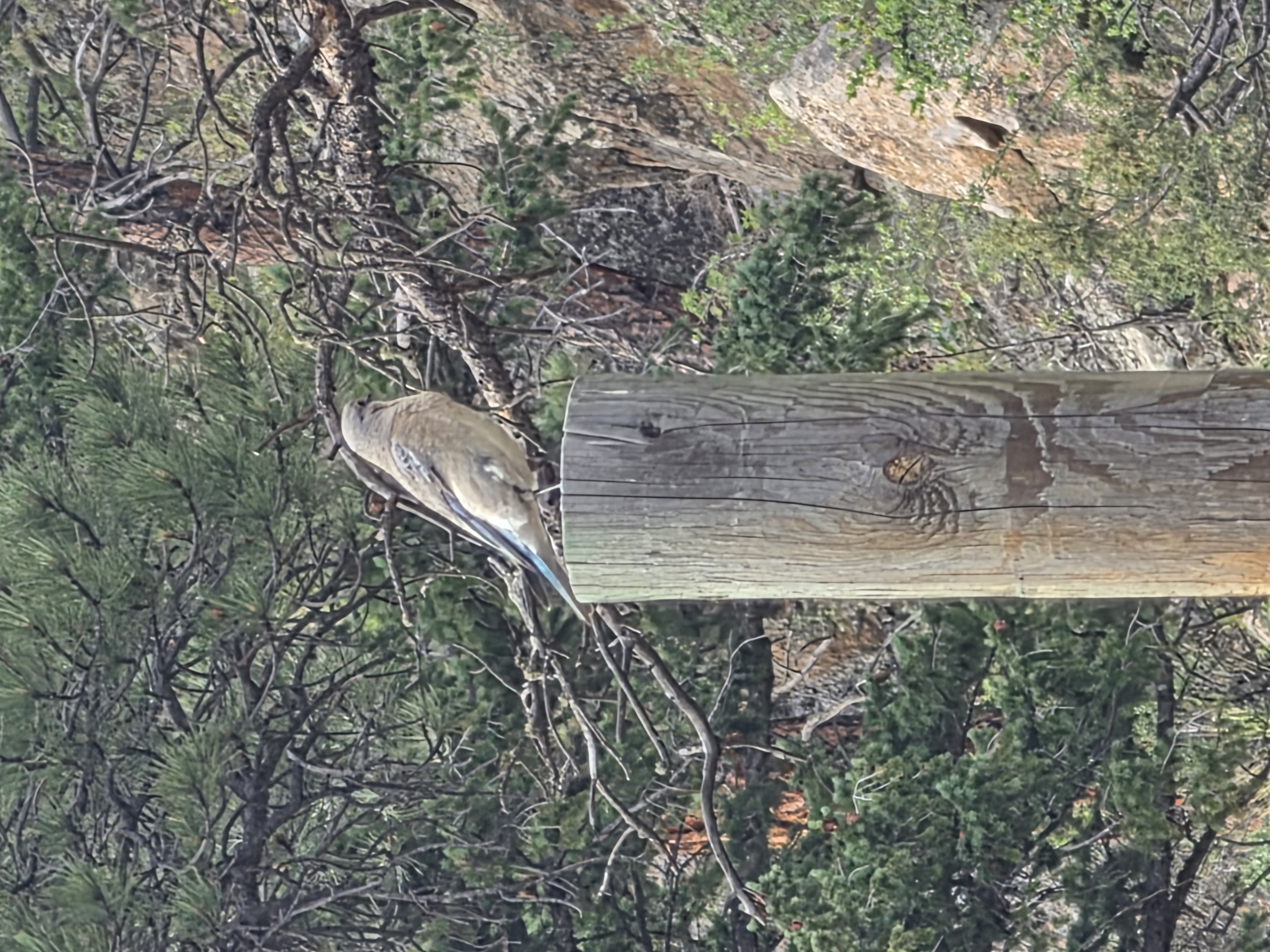 最近识别的鸟类图片