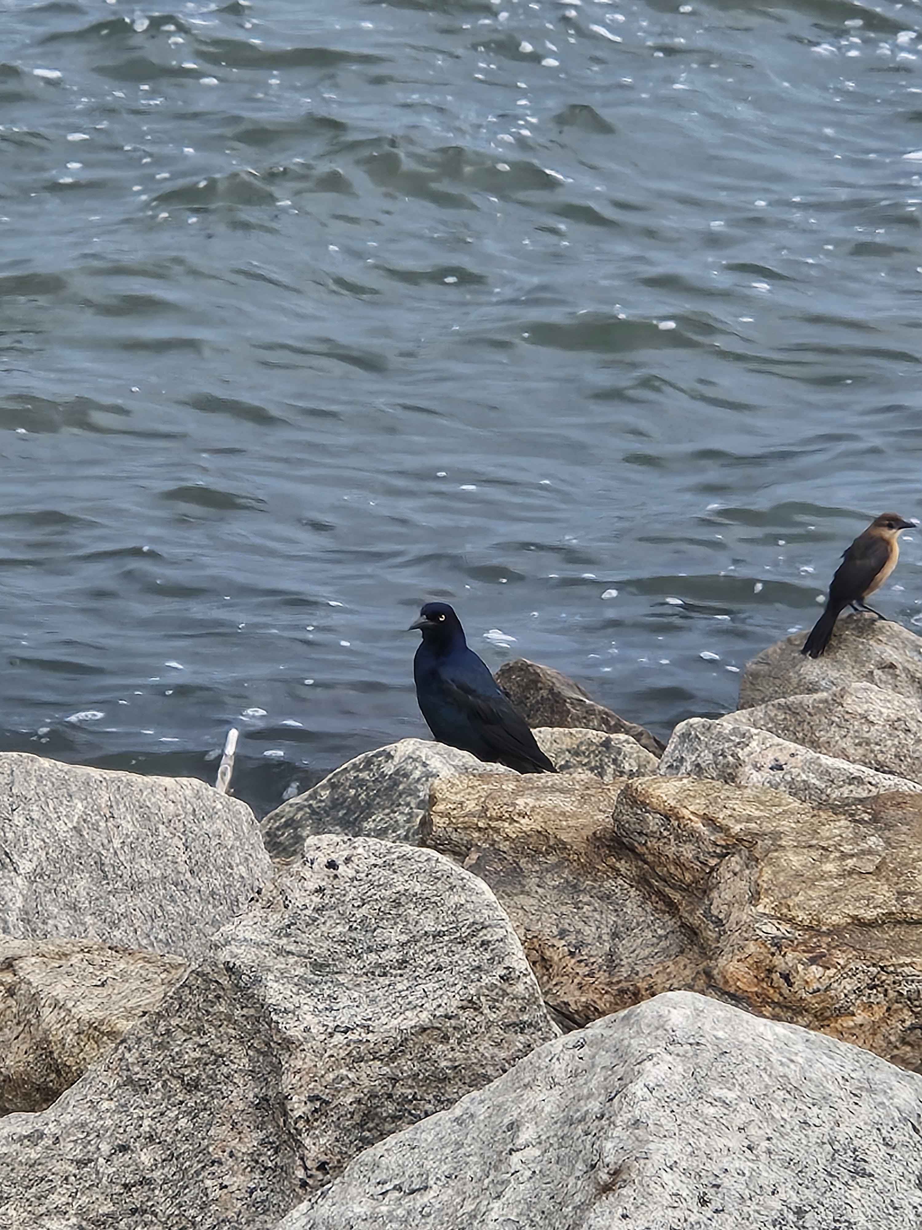 最近認識された鳥の写真