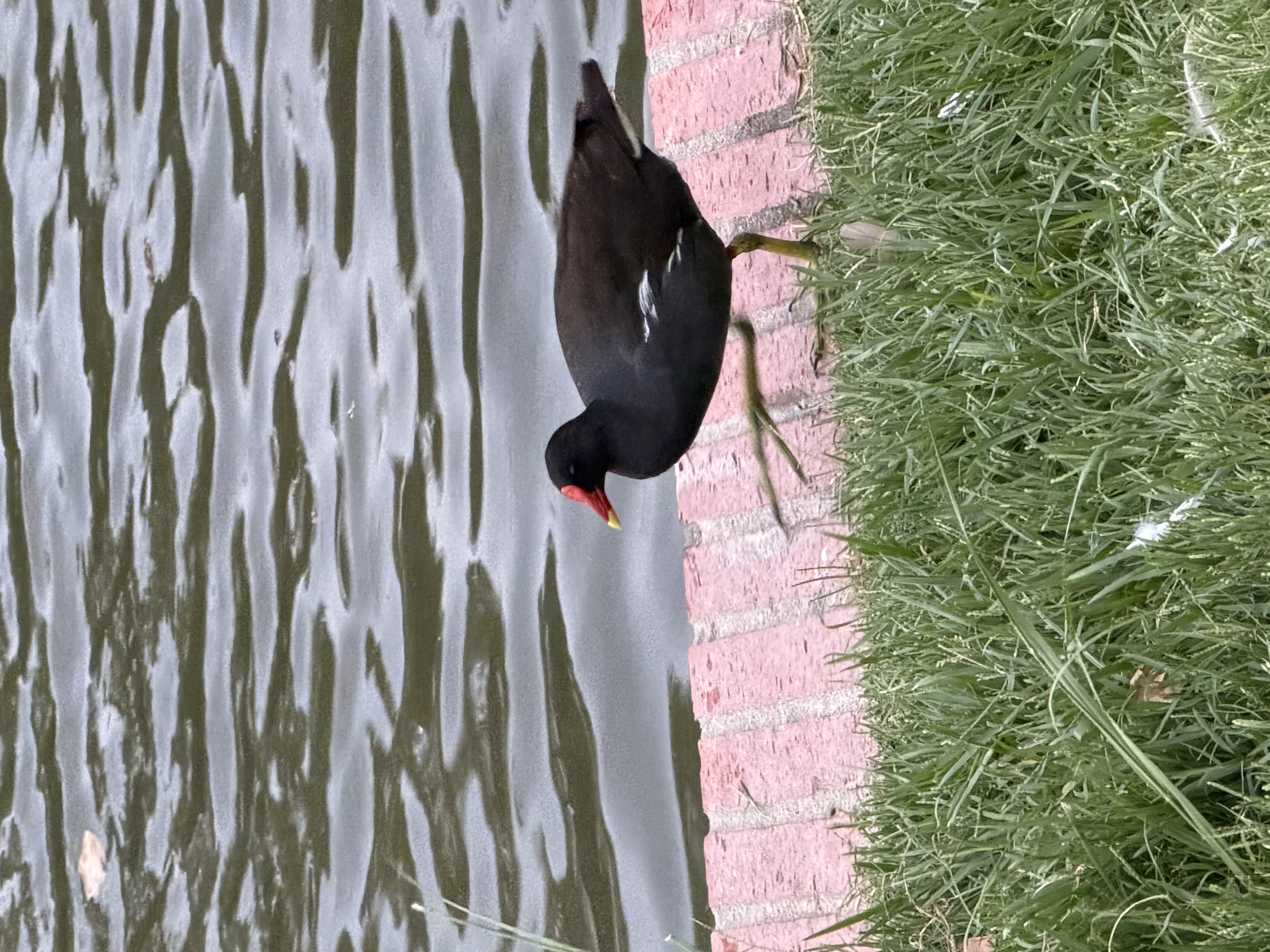 Recent bird photo