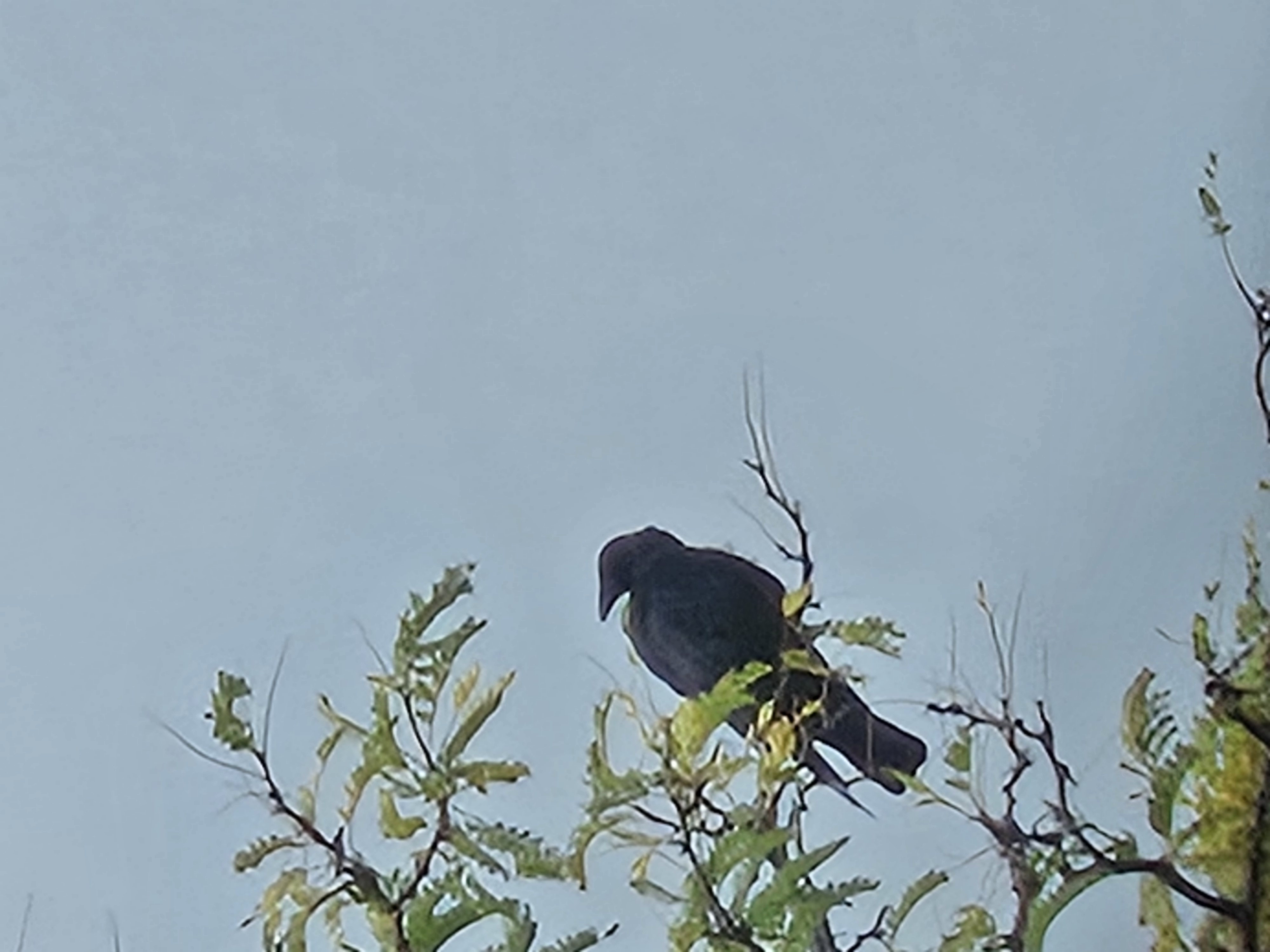 最近辨識的鳥類圖片