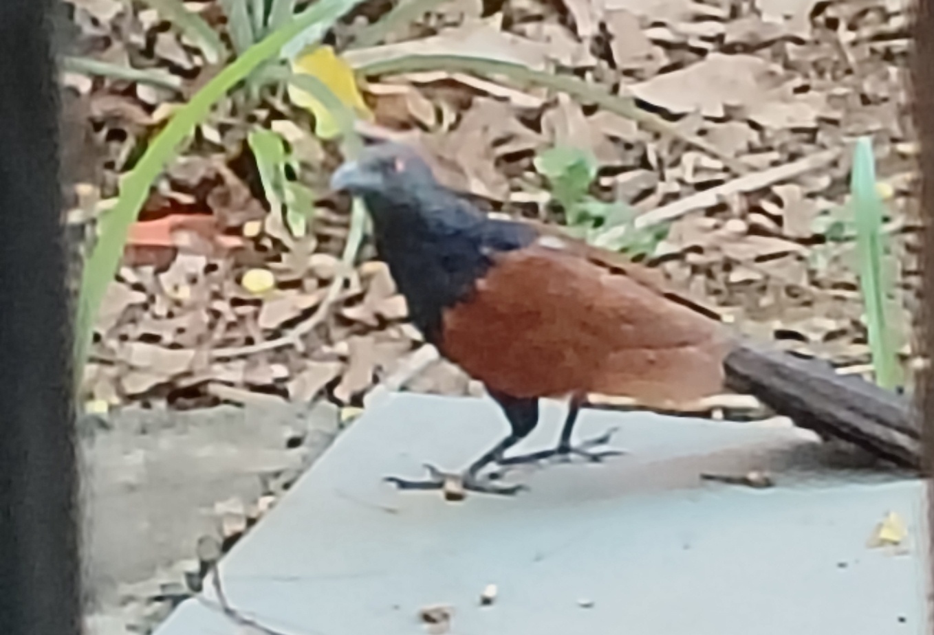 最近認識された鳥の写真