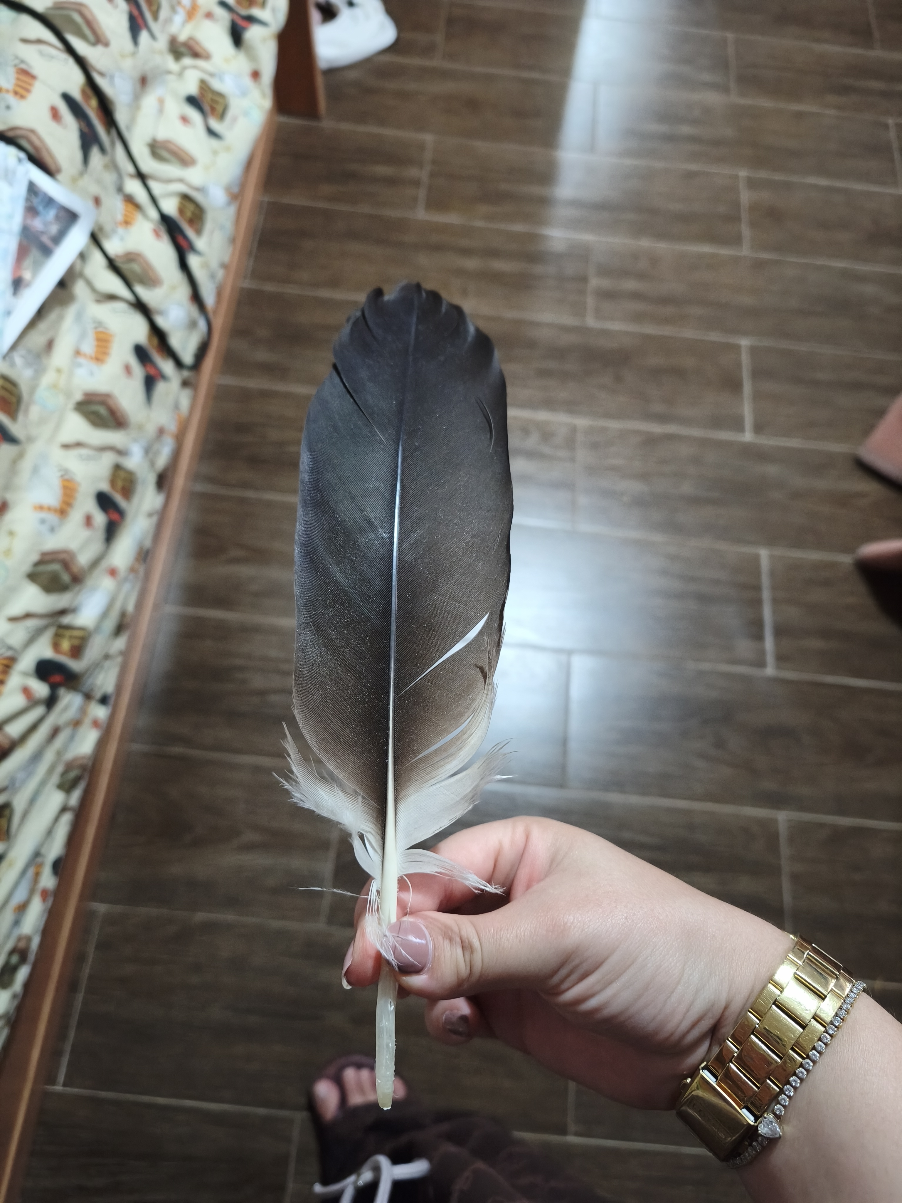 最近辨識的鳥類圖片