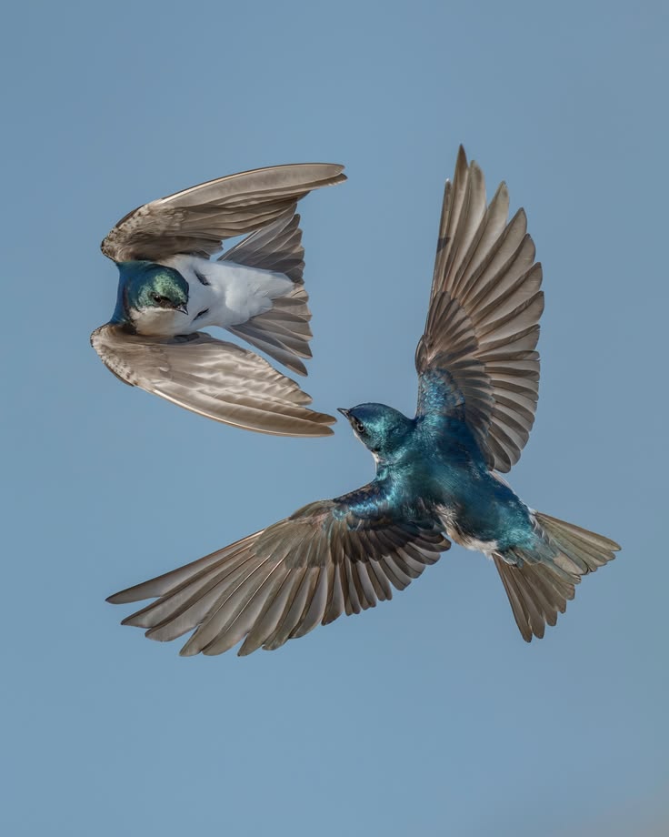 最近認識された鳥の写真