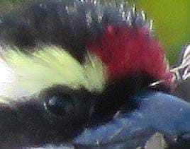 Pileated Woodpecker