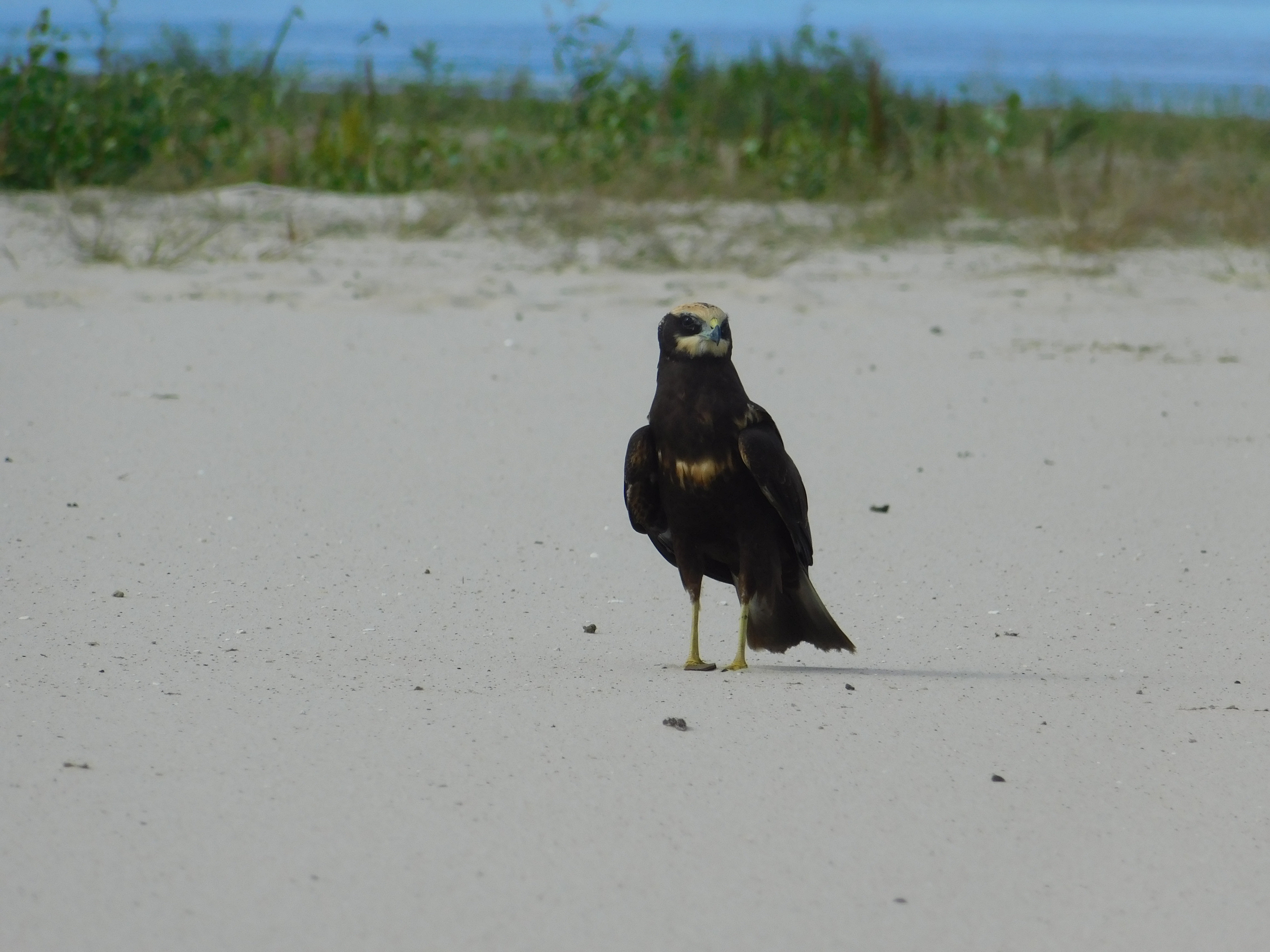Roadside Hawk
