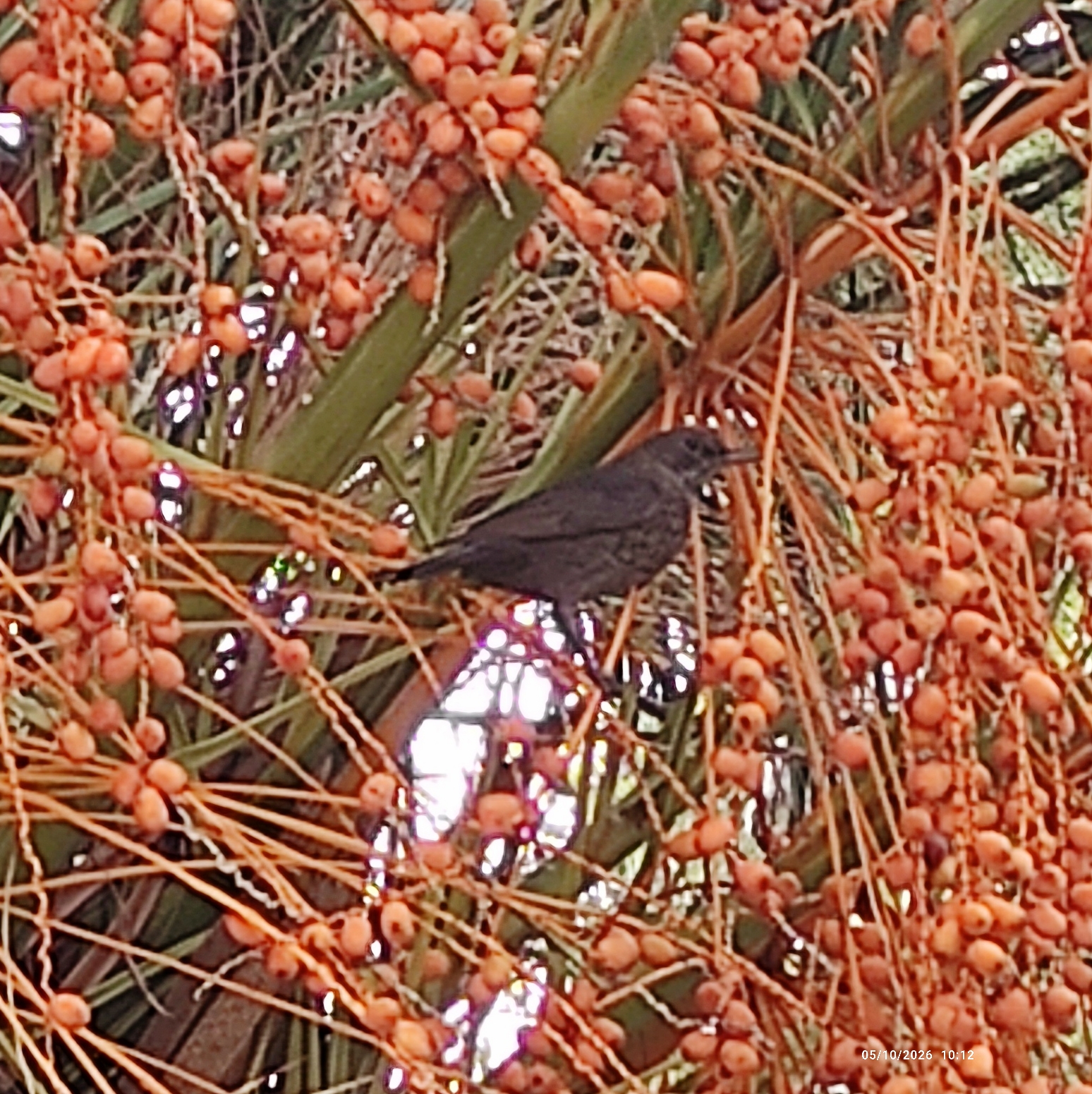 Recent bird photo
