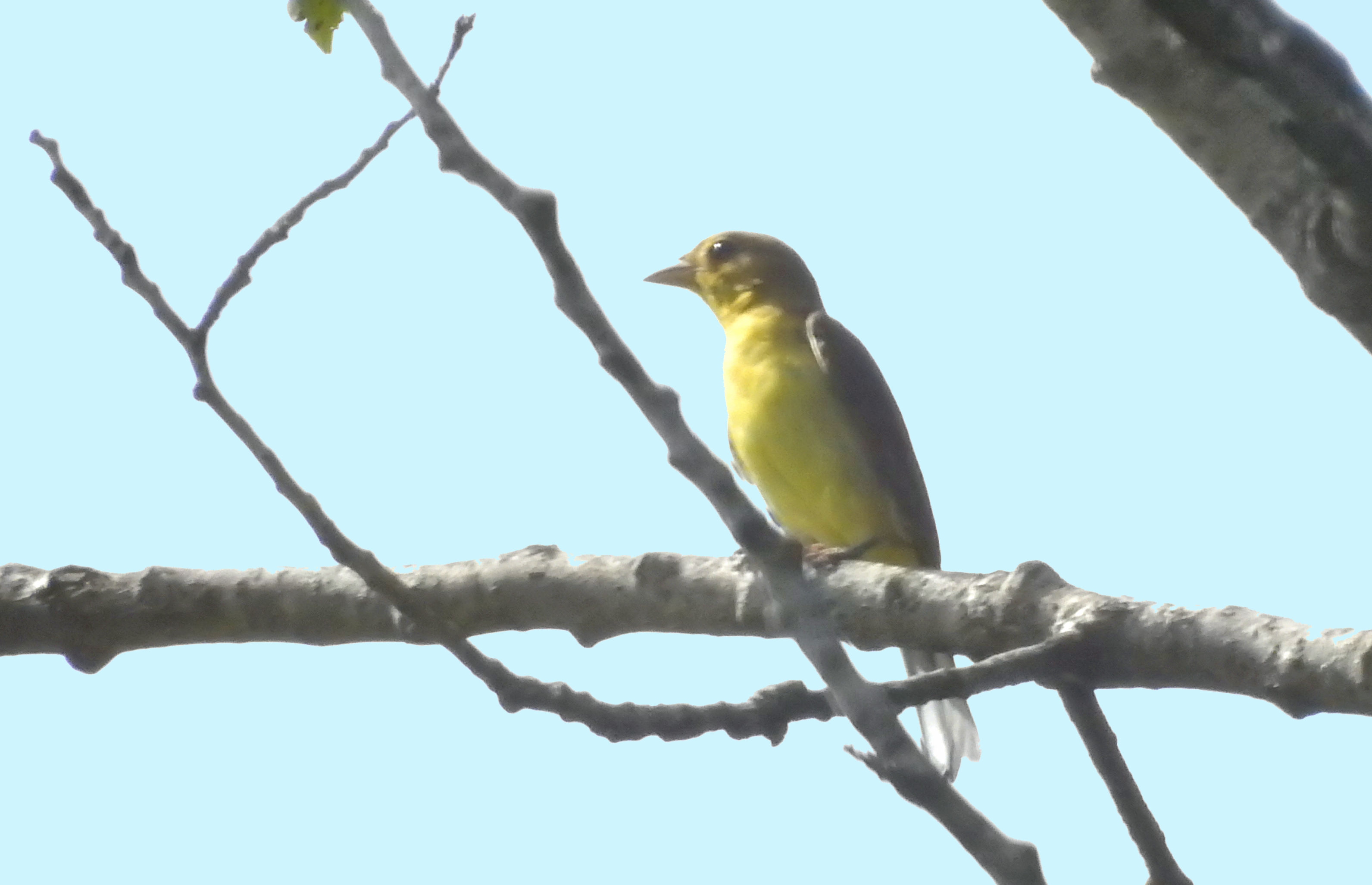 Recent bird photo