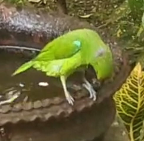 Recent bird photo