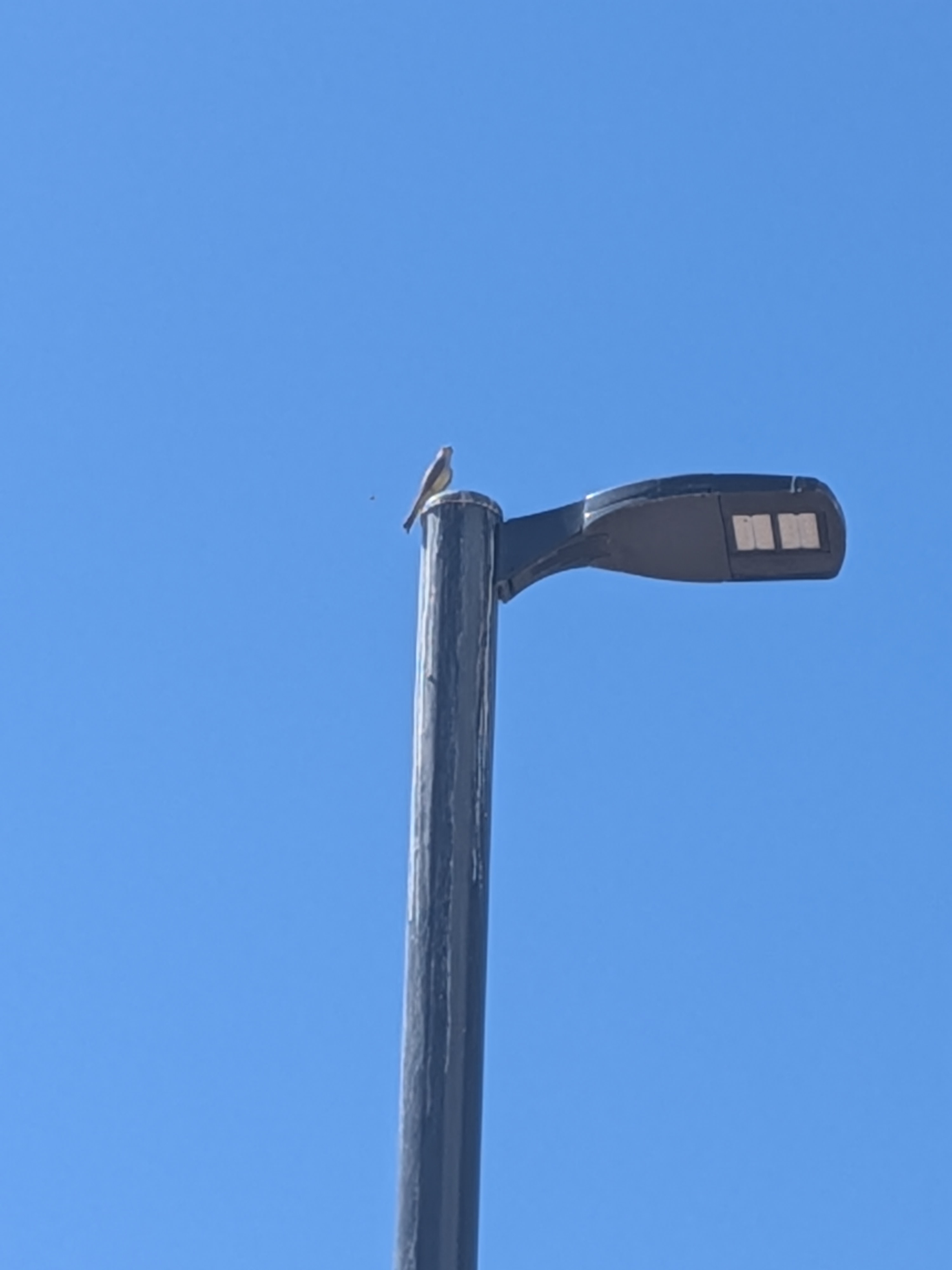 最近認識された鳥の写真