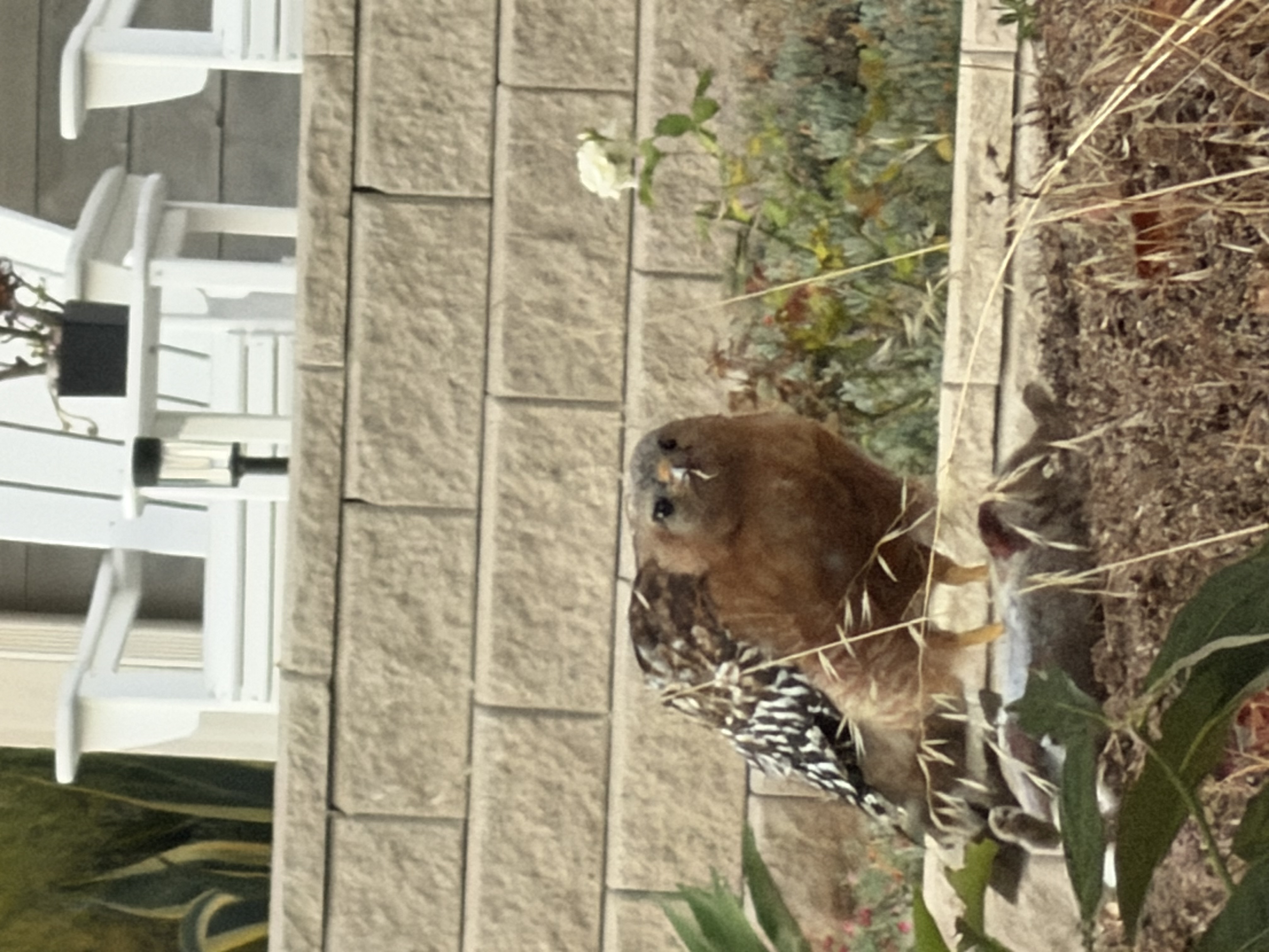 最近認識された鳥の写真