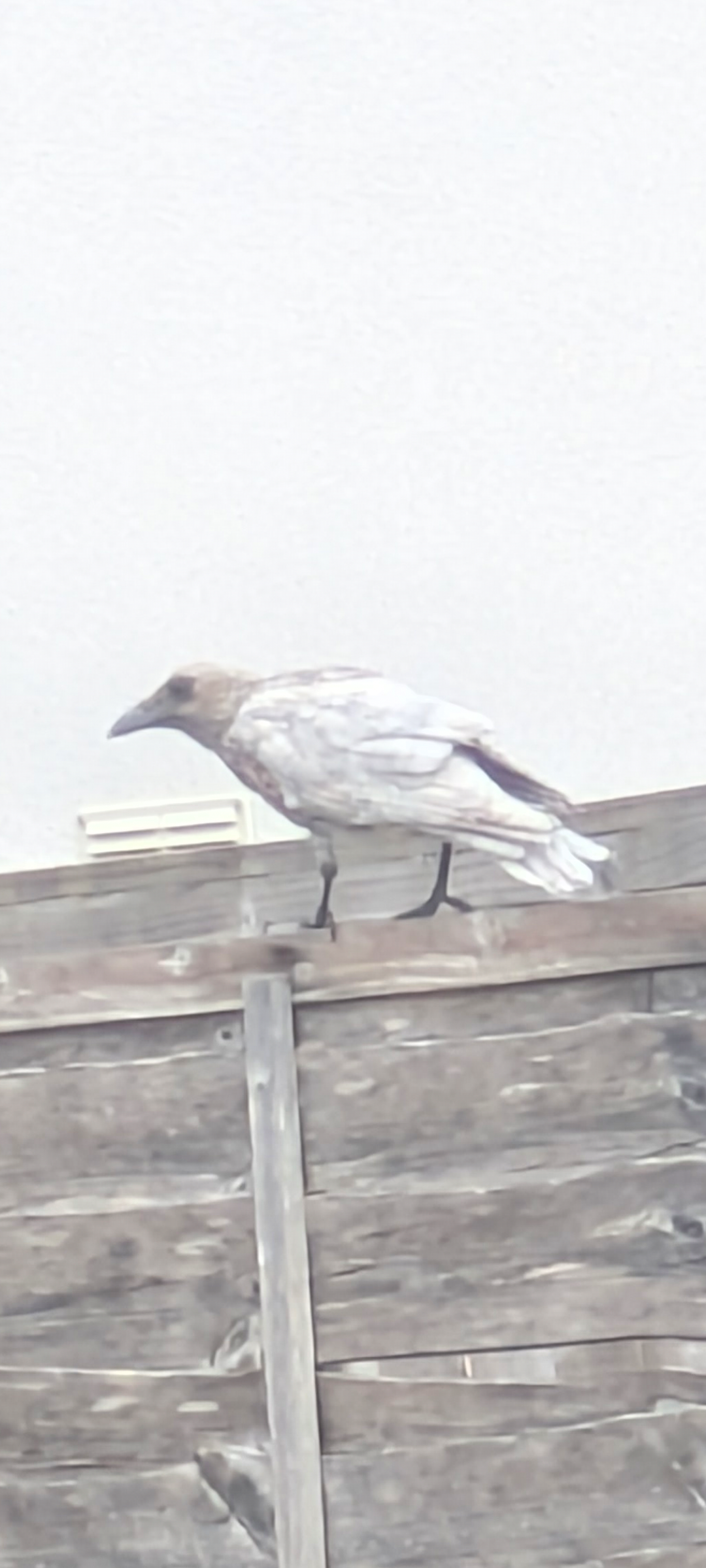 American Crow