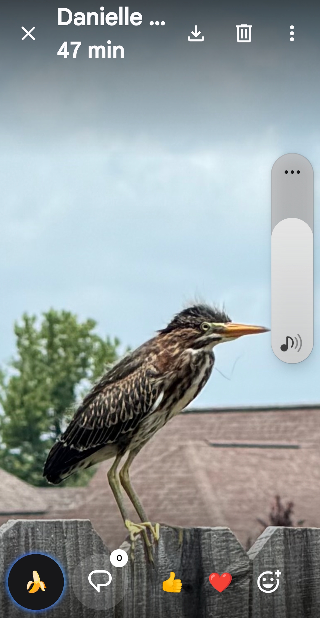 Recent bird photo