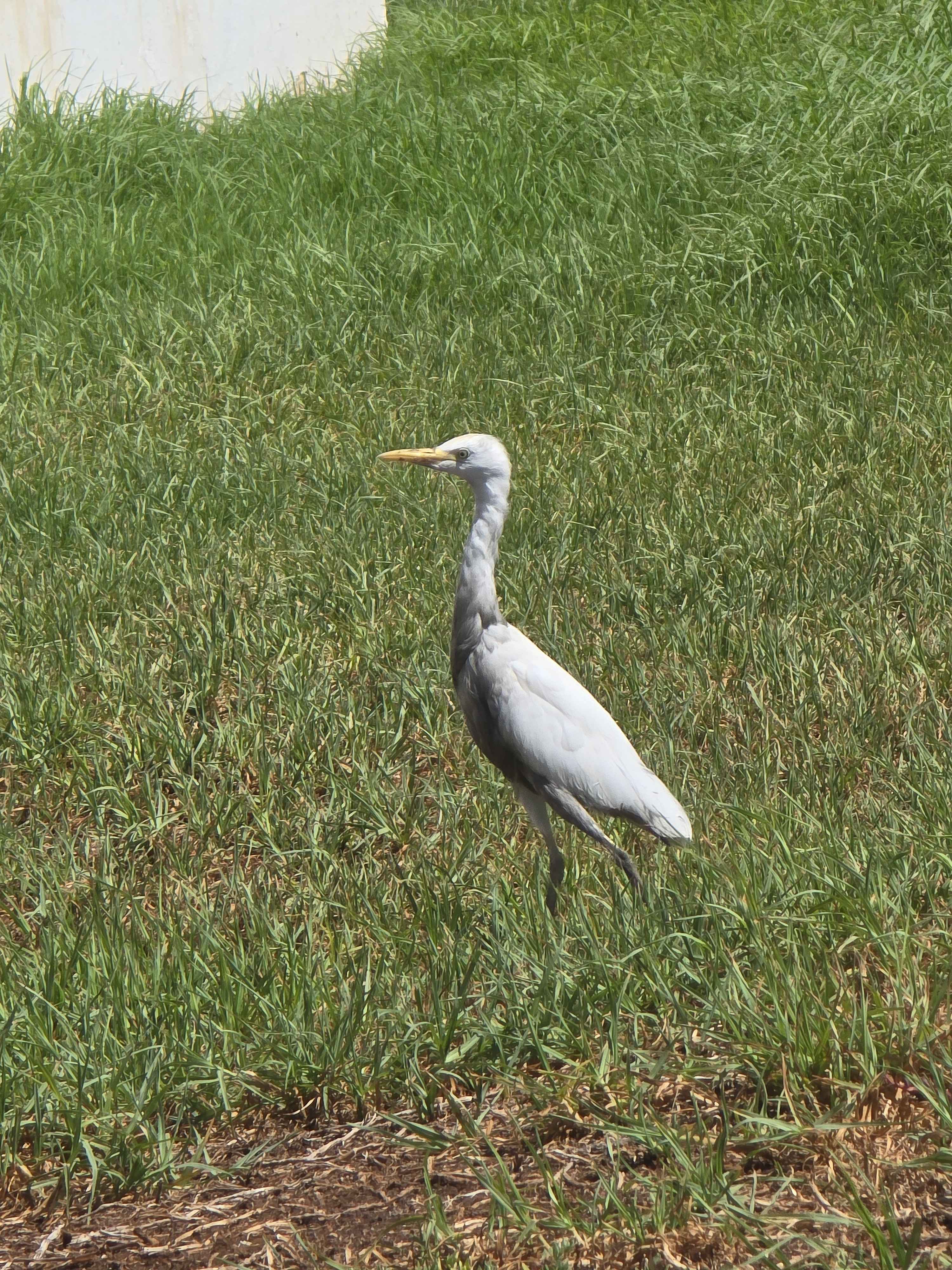 Recent bird photo
