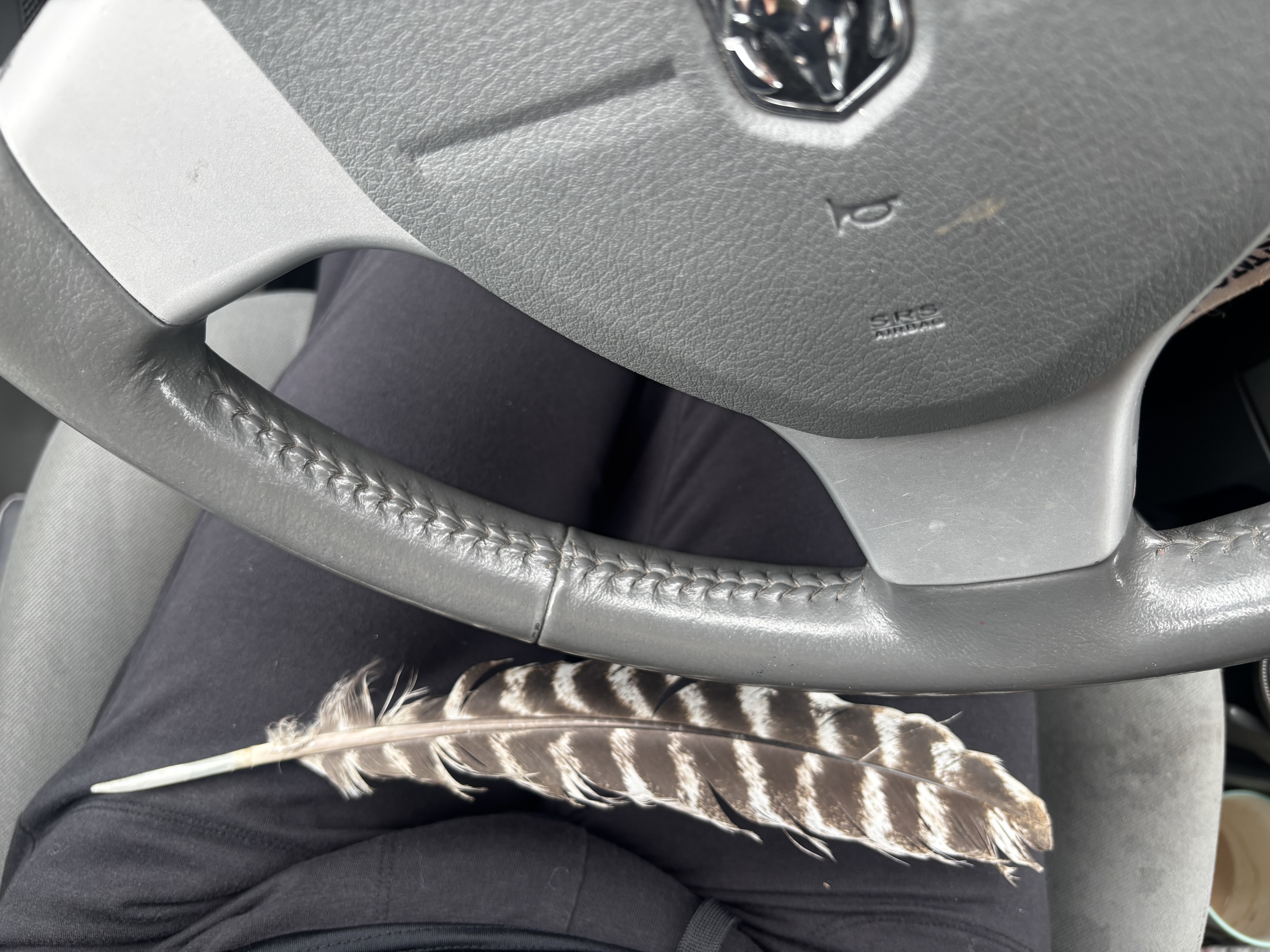 Recent bird photo
