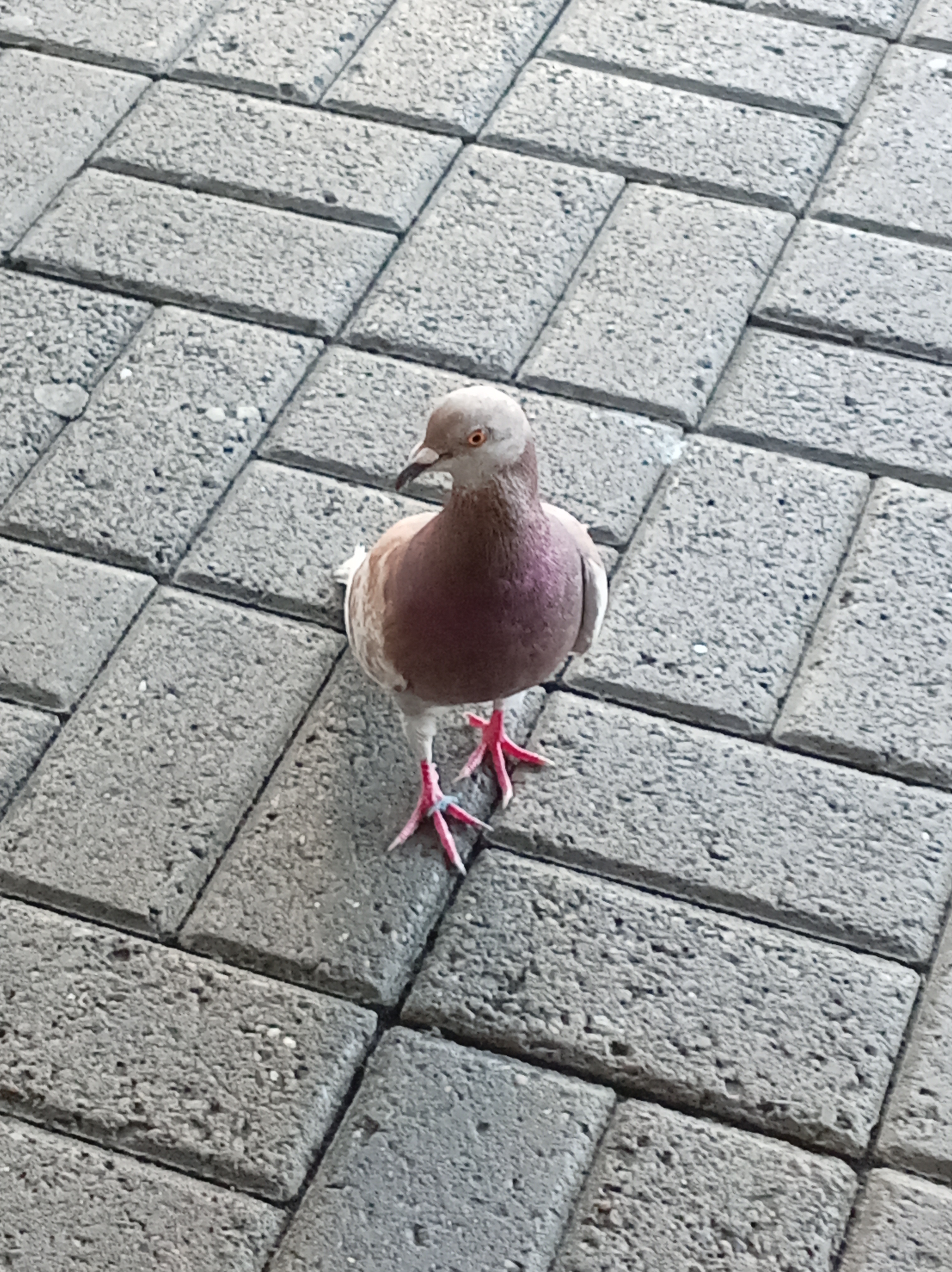 最近認識された鳥の写真