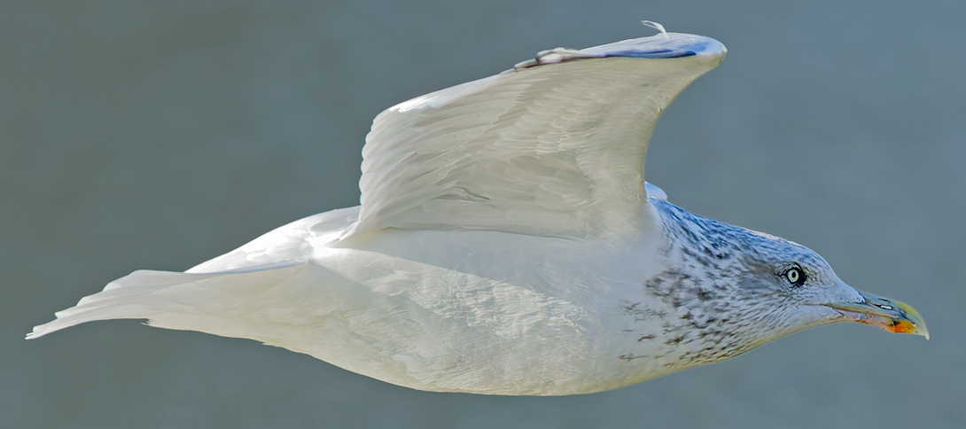 Herring Gull