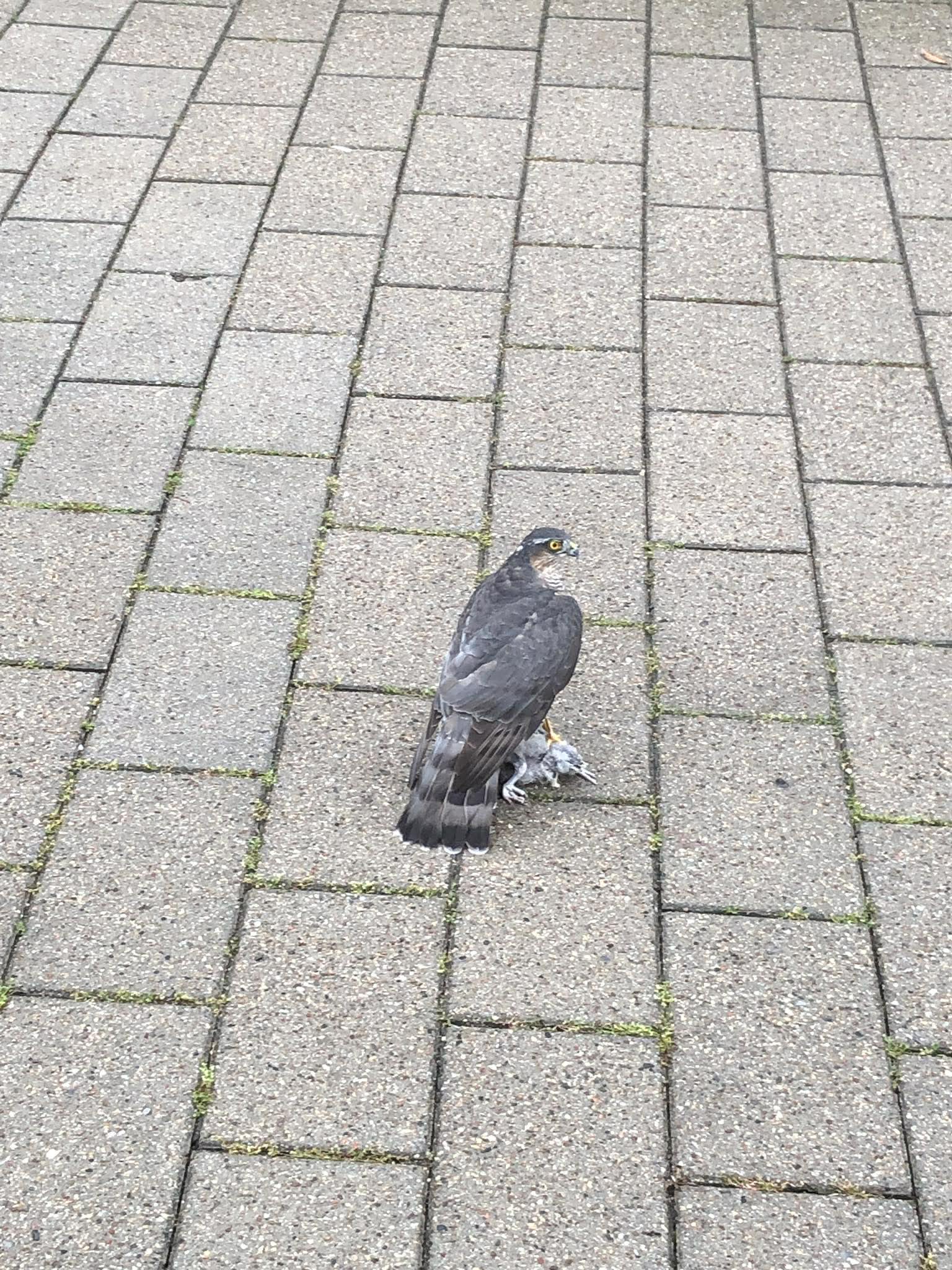 Sharp-shinned Hawk
