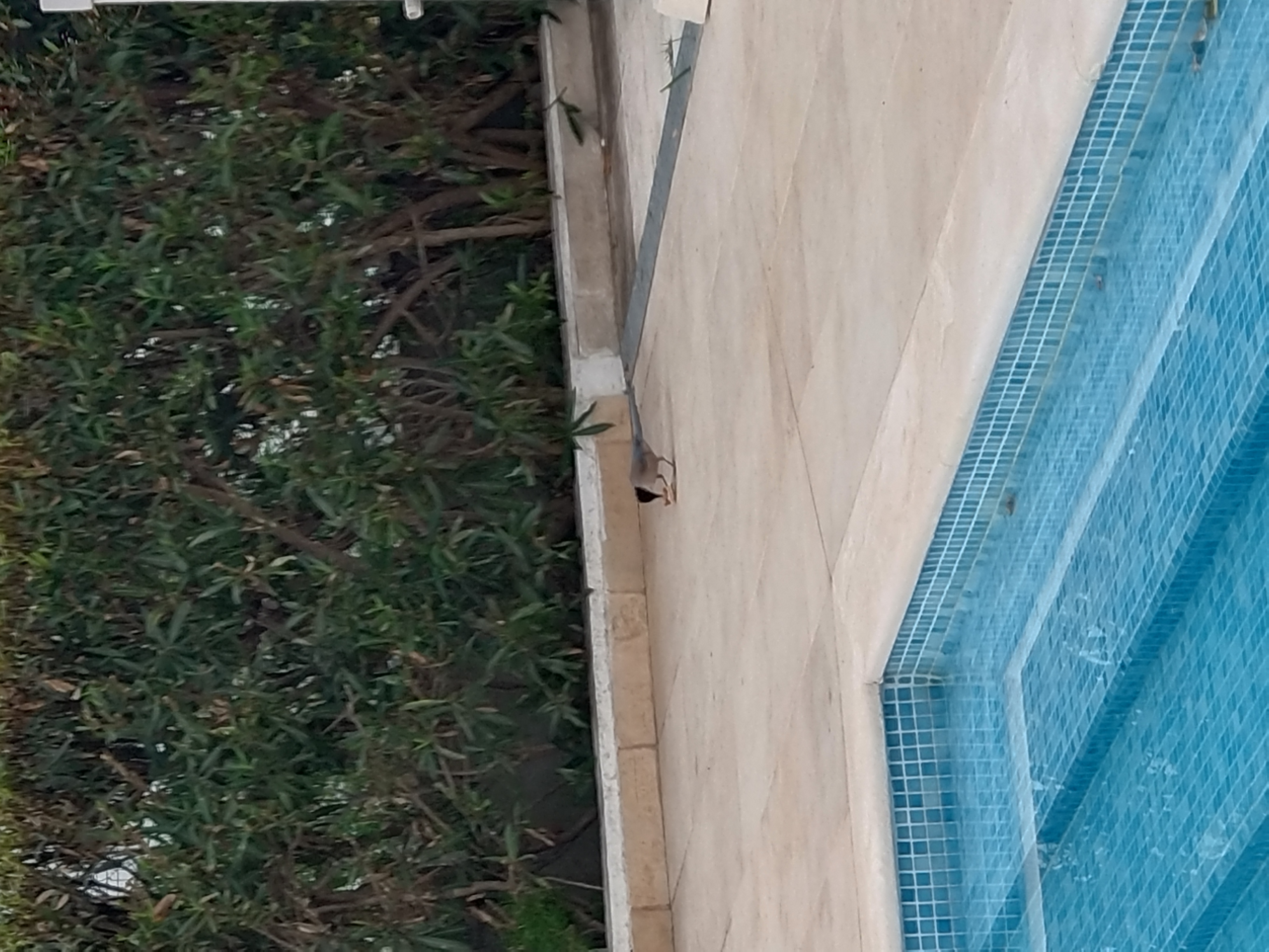 Recent bird photo