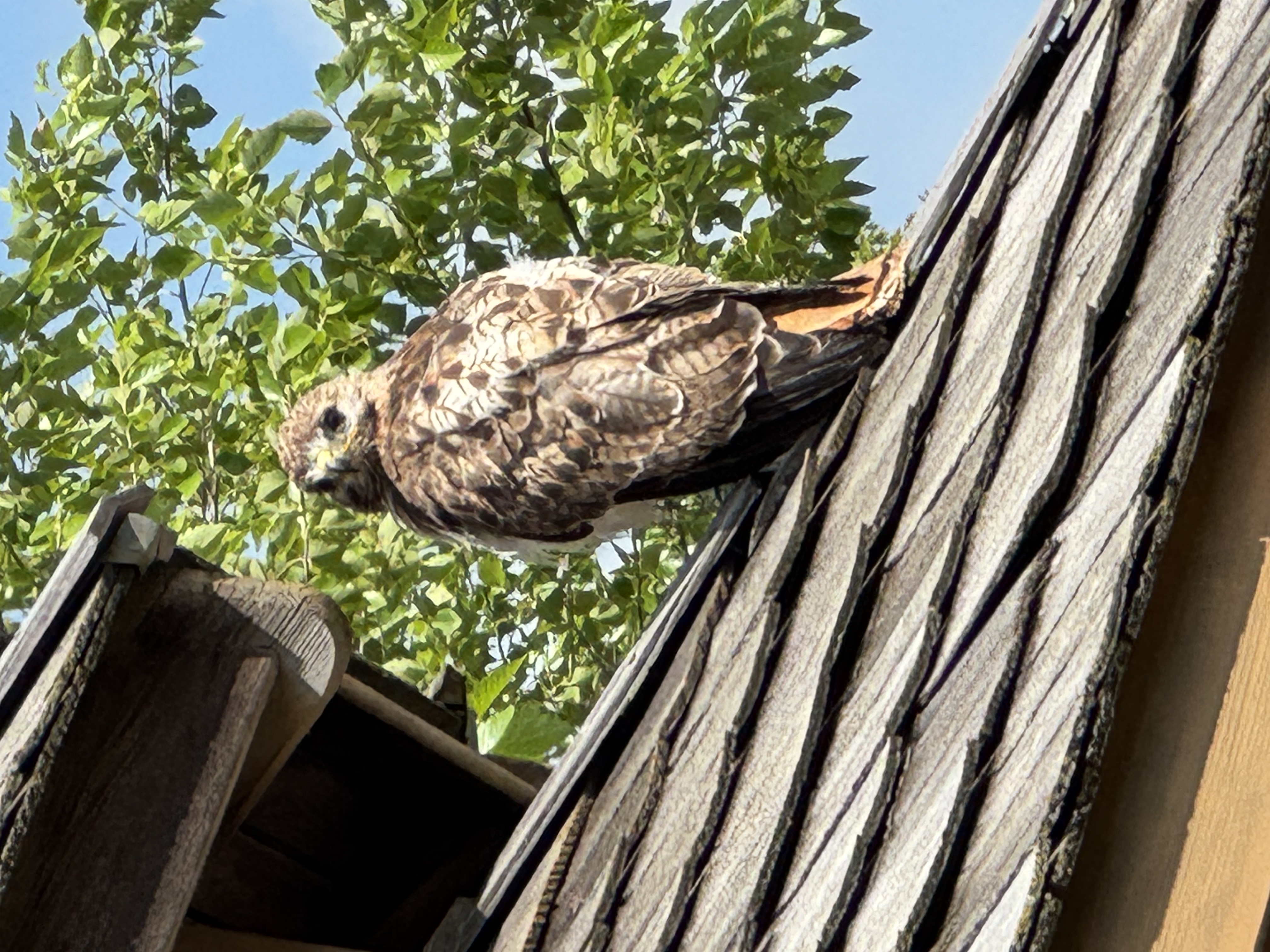 Recent bird photo