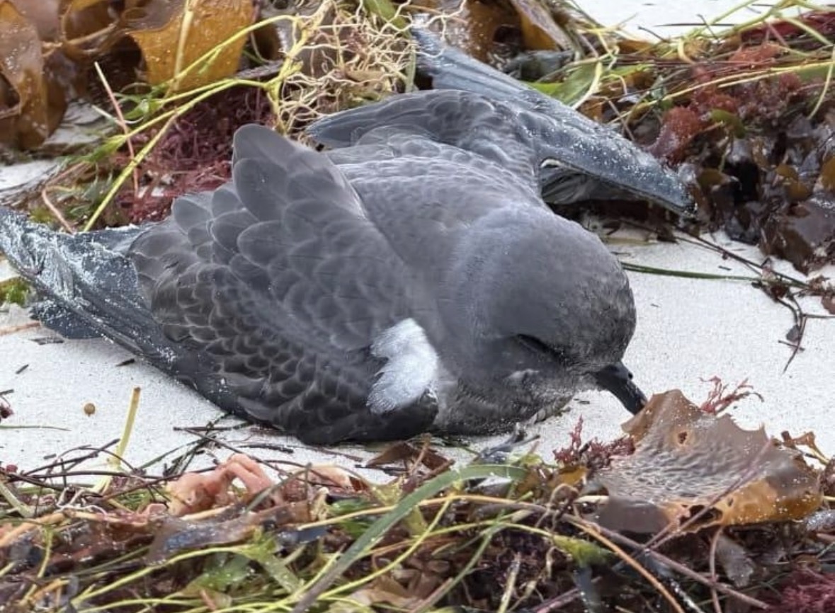 Recent bird photo