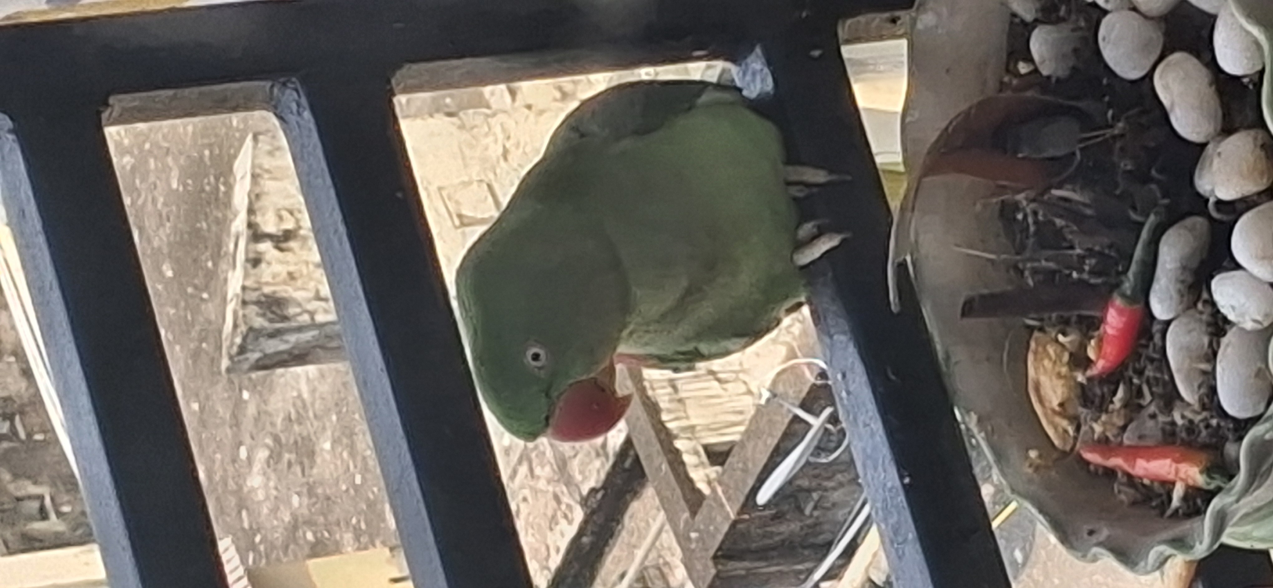 Alexandrine Parakeet