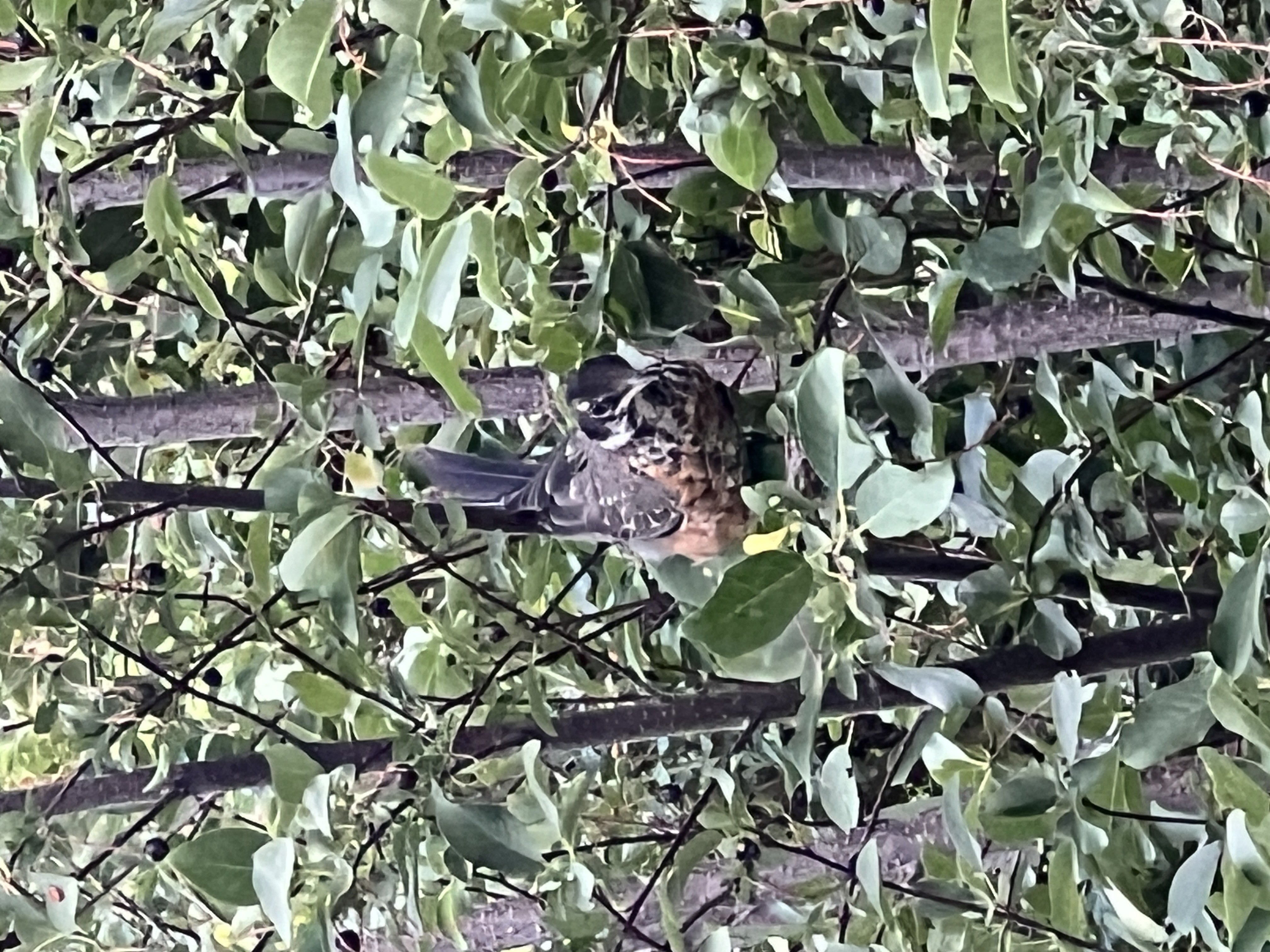 Swainson's Thrush