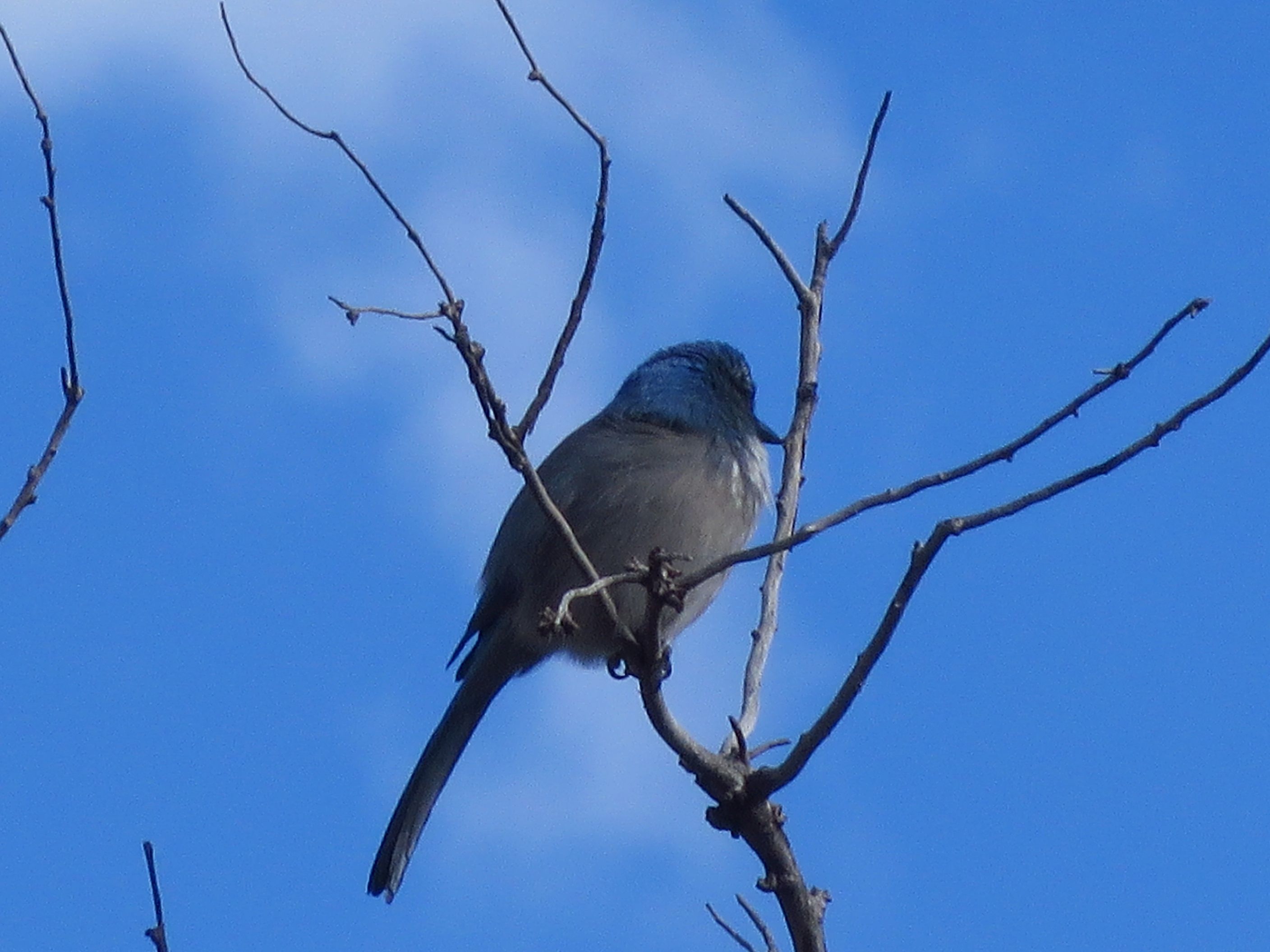 Blue-gray Gnatcatcher