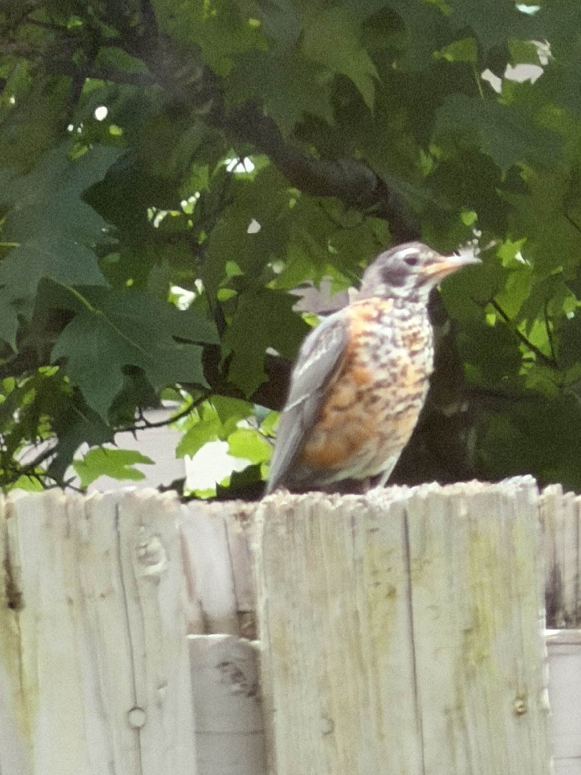 最近認識された鳥の写真
