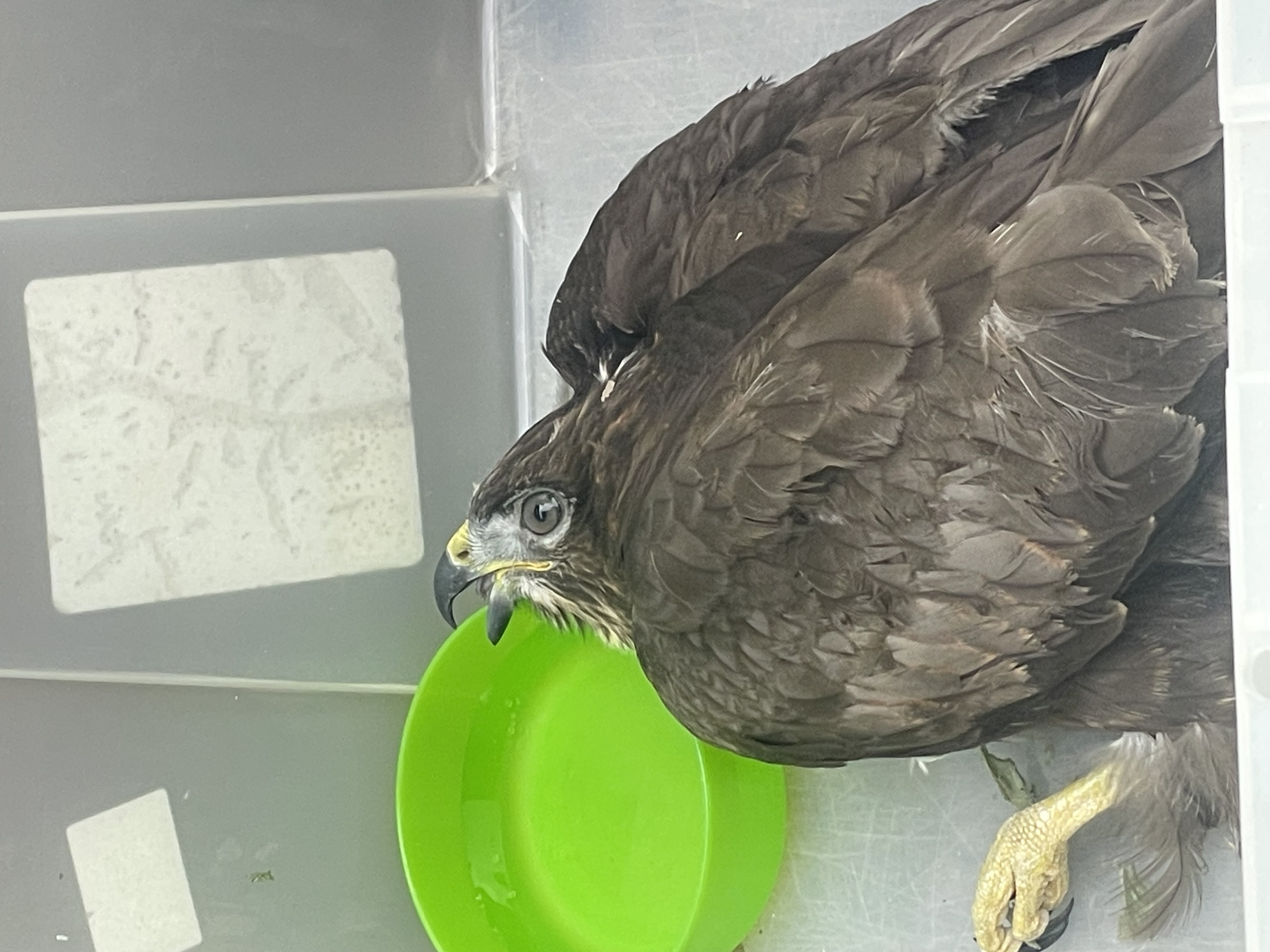 最近認識された鳥の写真