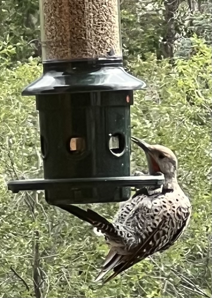 Recent bird photo