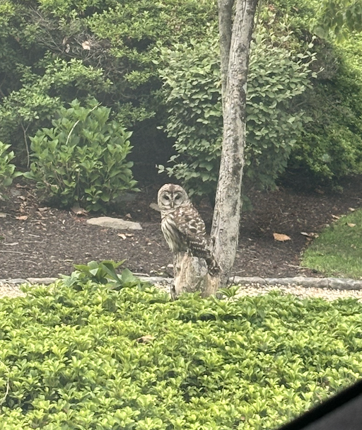 最近認識された鳥の写真