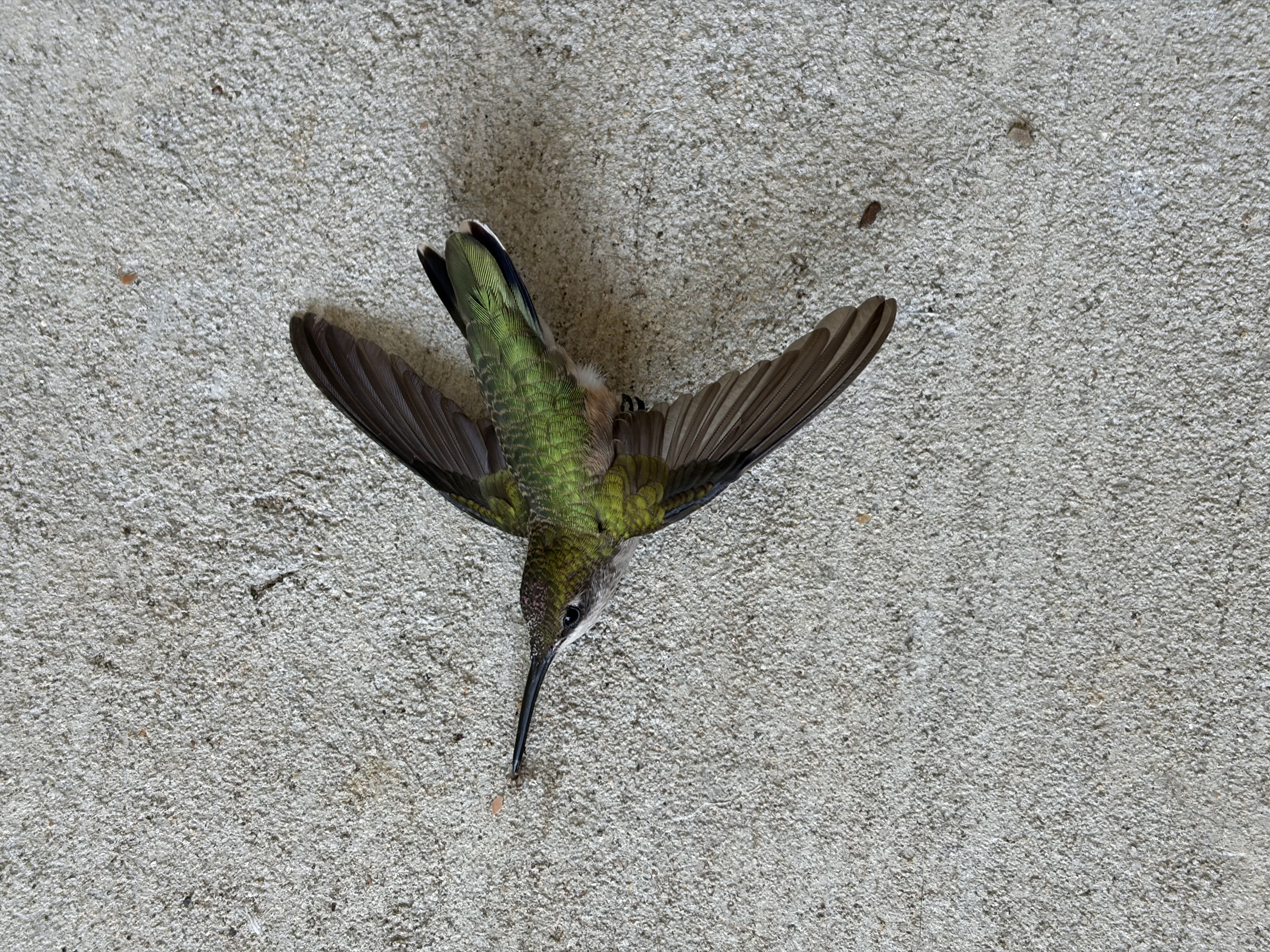 最近認識された鳥の写真