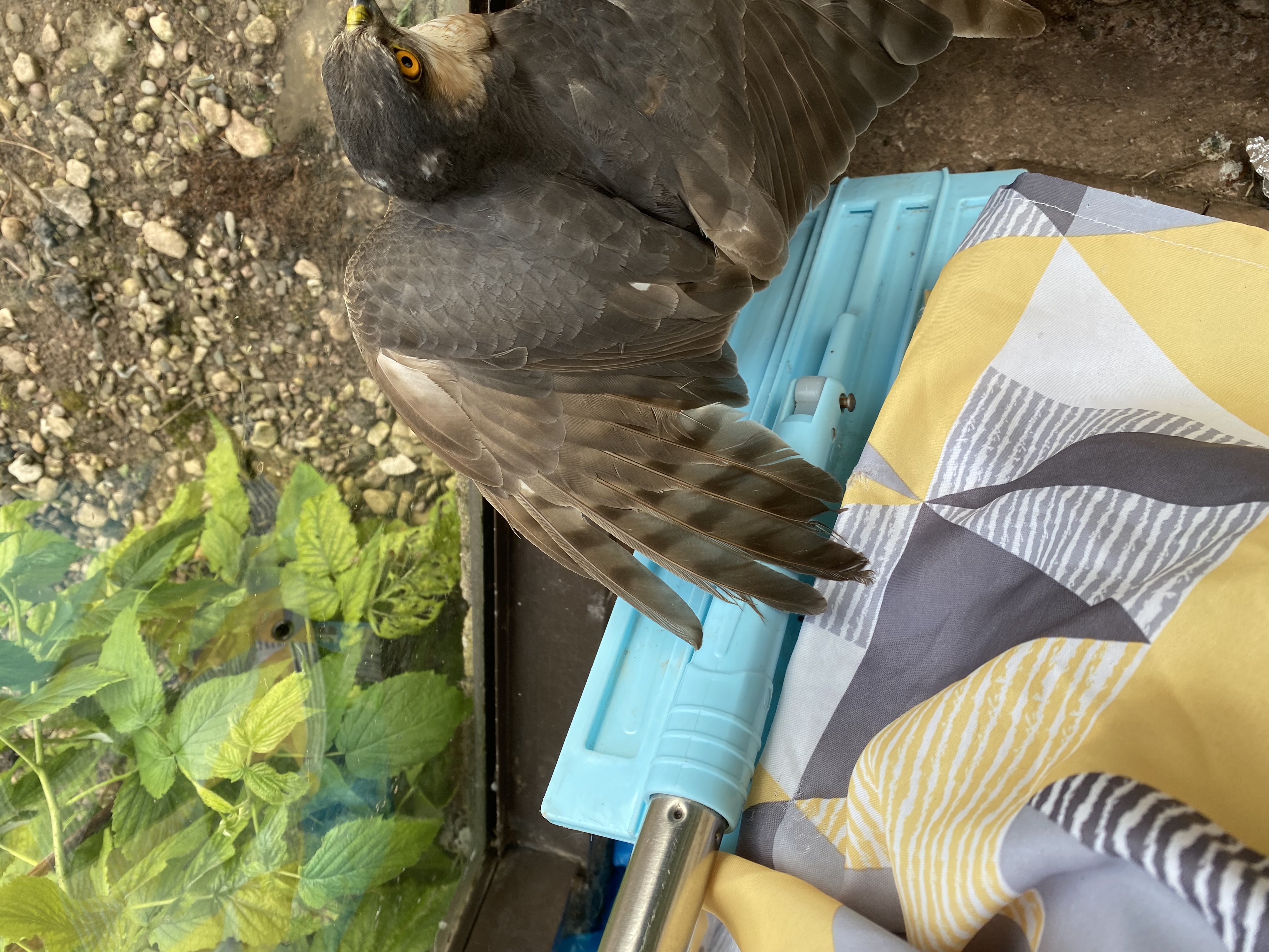 最近認識された鳥の写真
