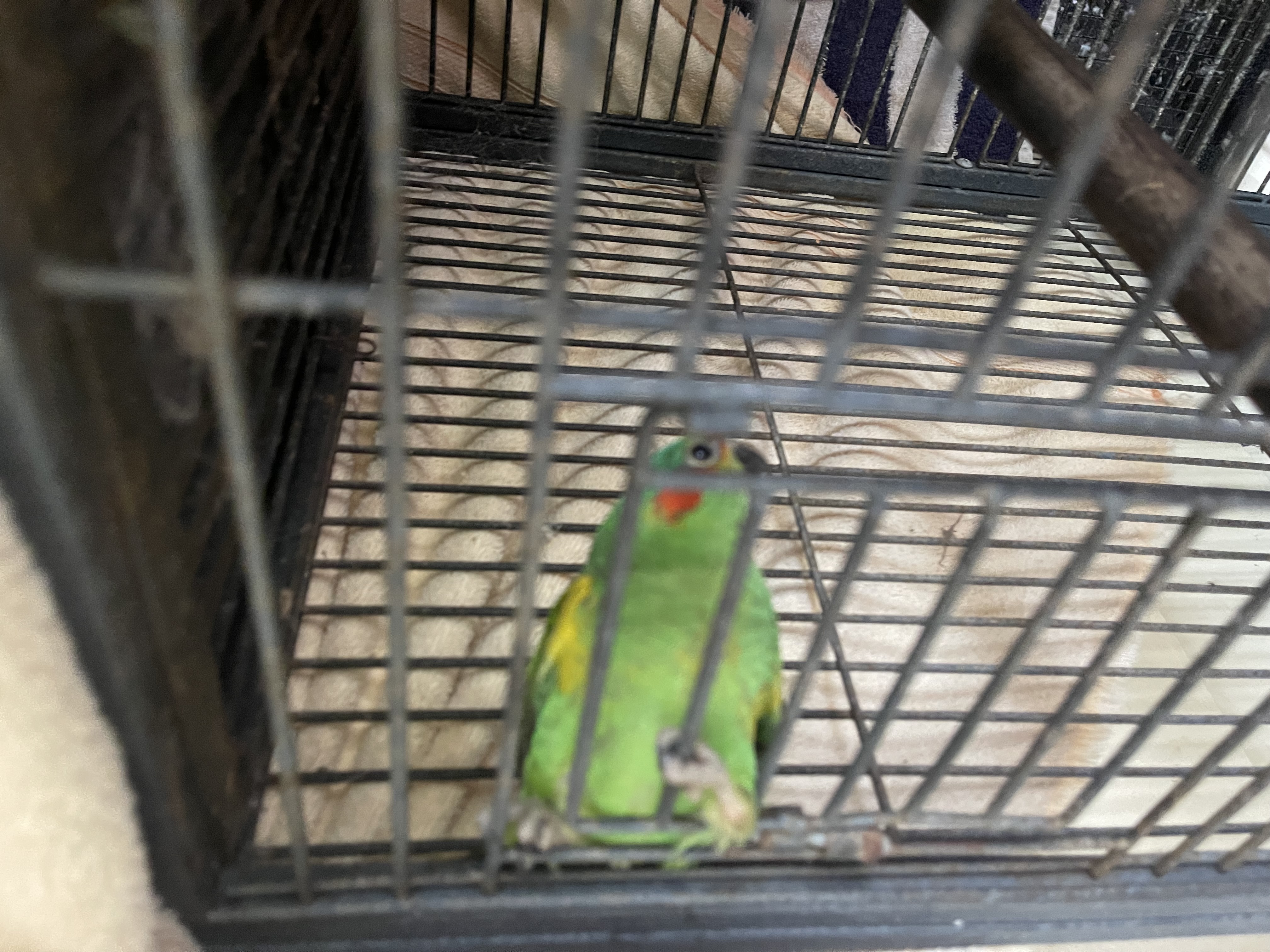 最近辨識的鳥類圖片