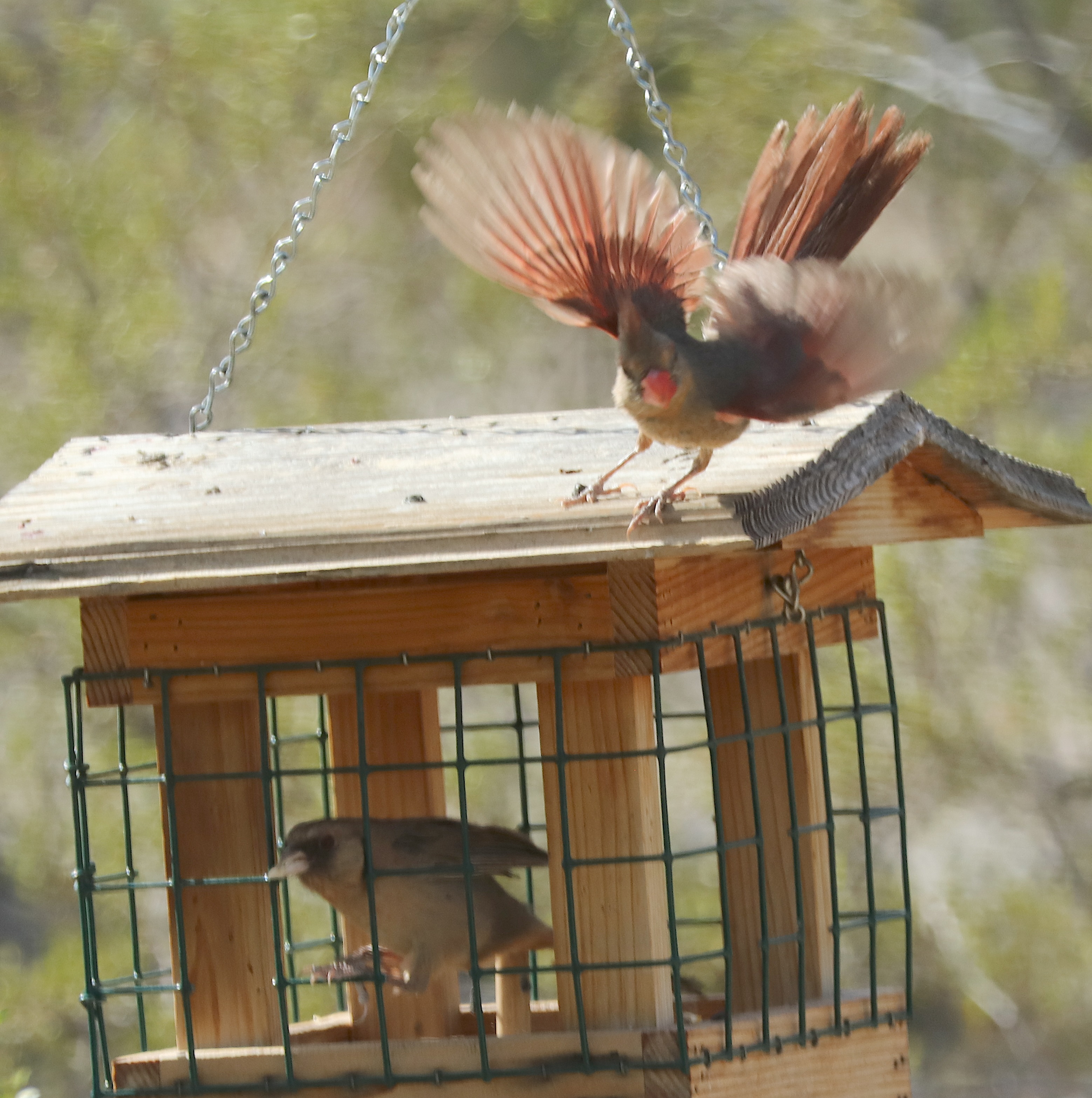 最近認識された鳥の写真