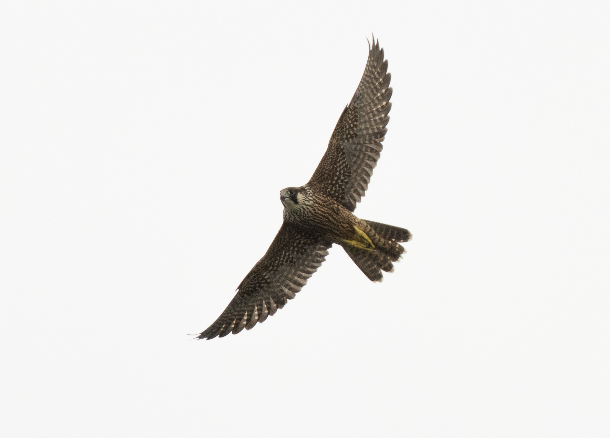 Recent bird photo