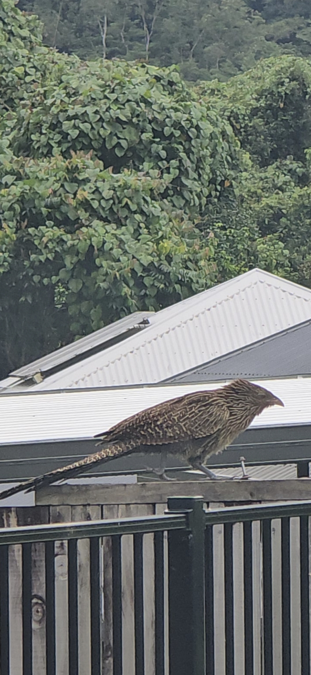 最近認識された鳥の写真