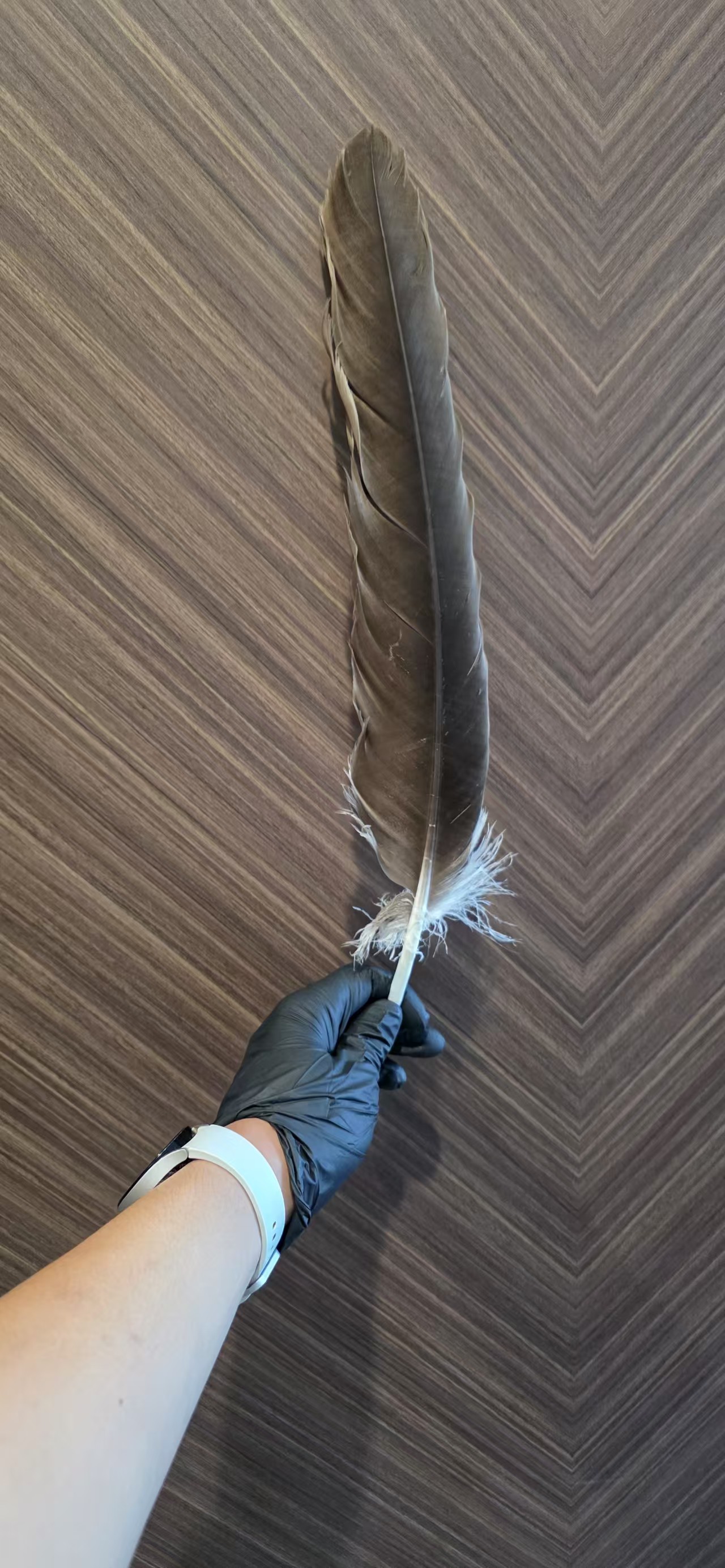 最近识别的鸟类图片