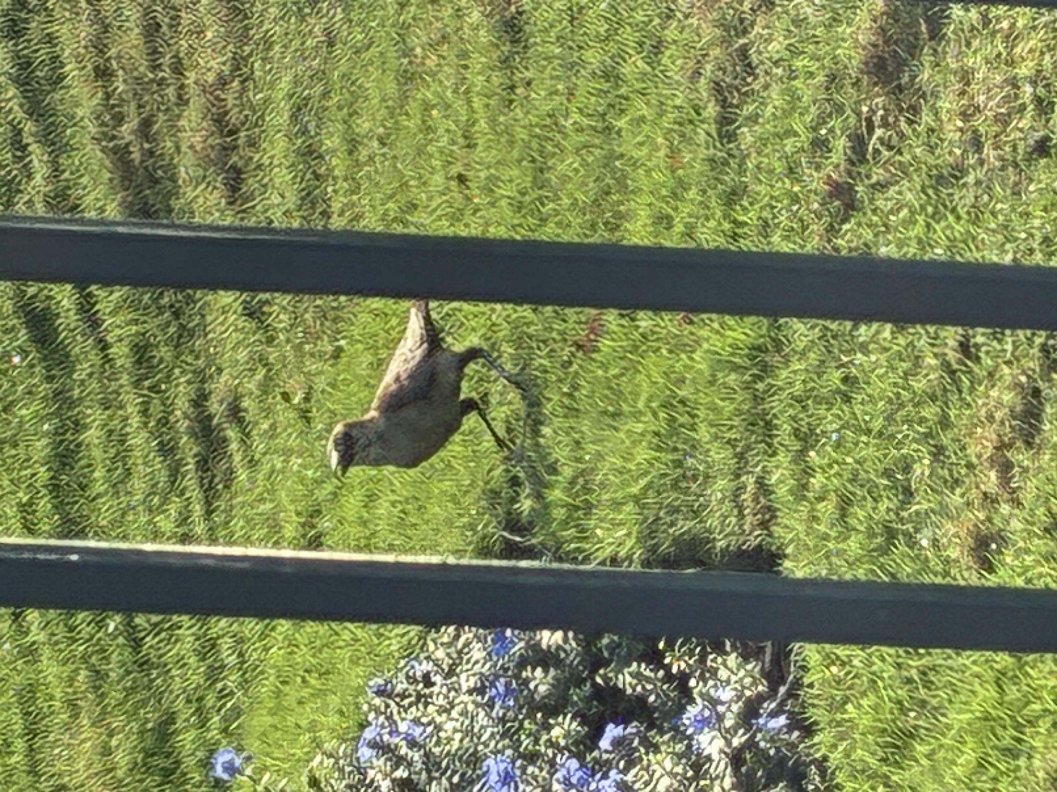 最近認識された鳥の写真