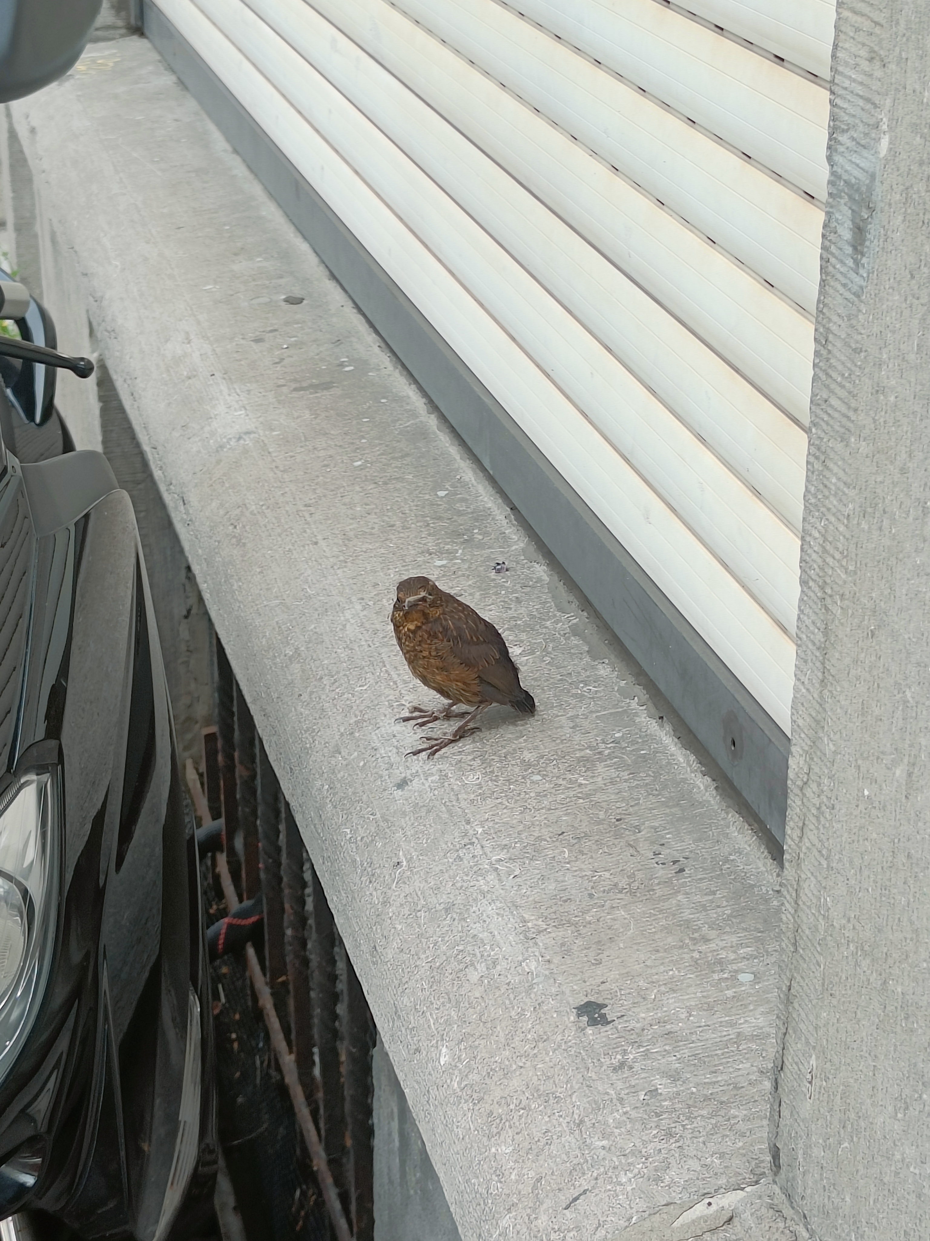 最近認識された鳥の写真