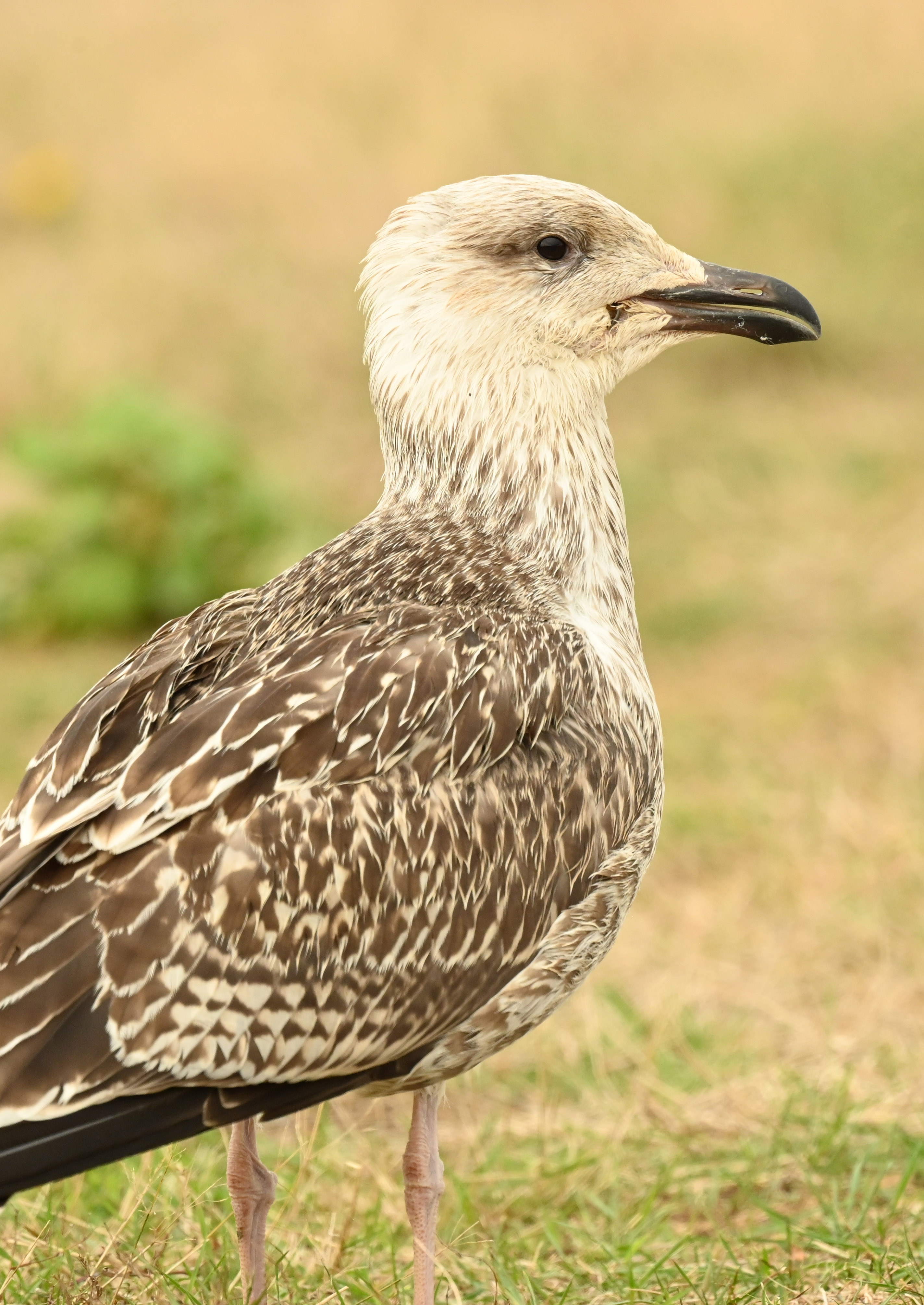 最近辨識的鳥類圖片