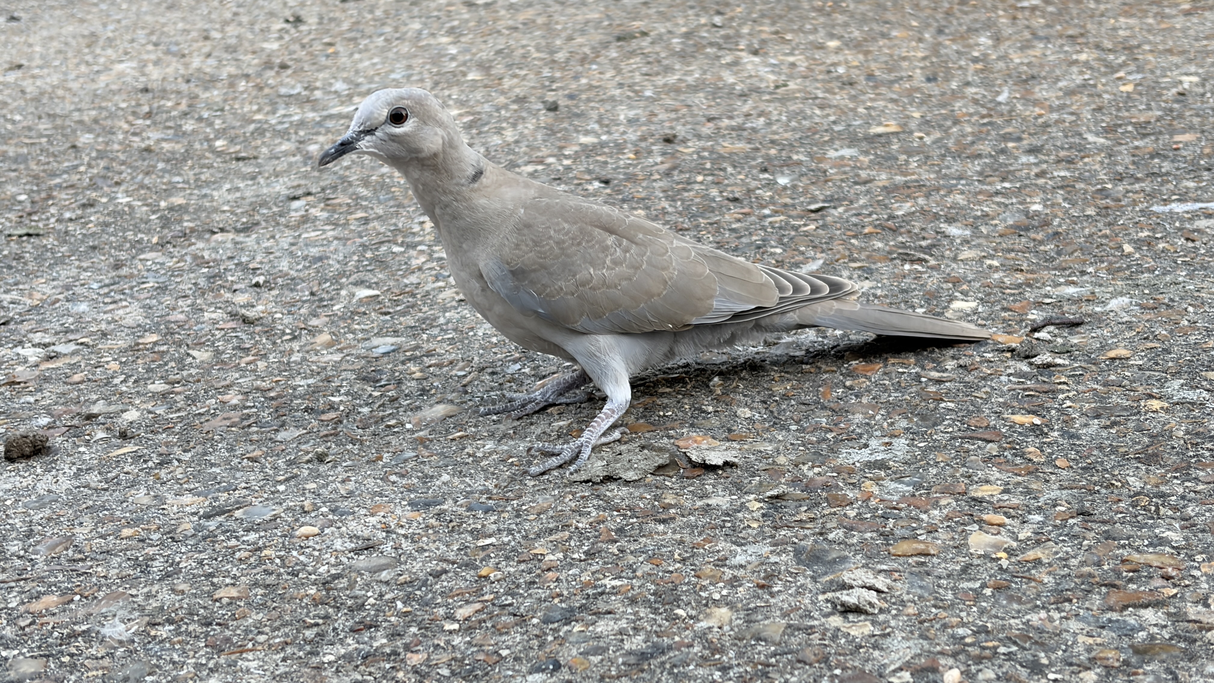 最近認識された鳥の写真