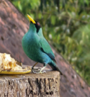 最近認識された鳥の写真
