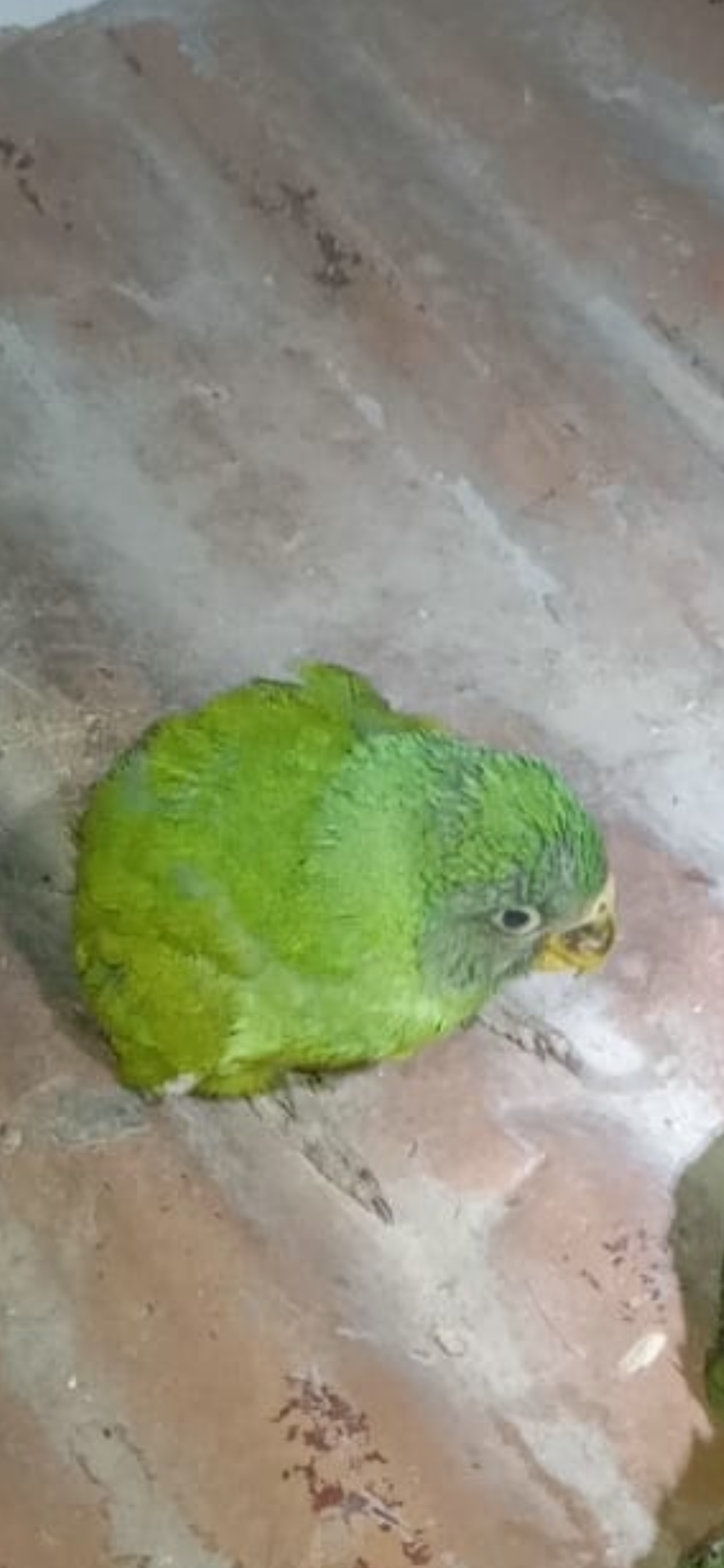 Red-winged Parrot