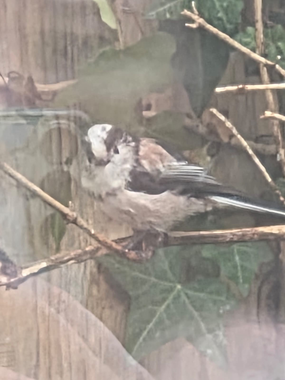 Long-tailed Tit