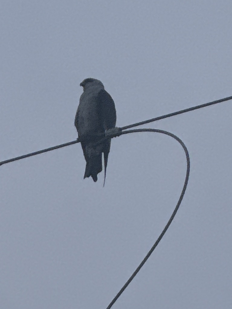 Sharp-shinned Hawk