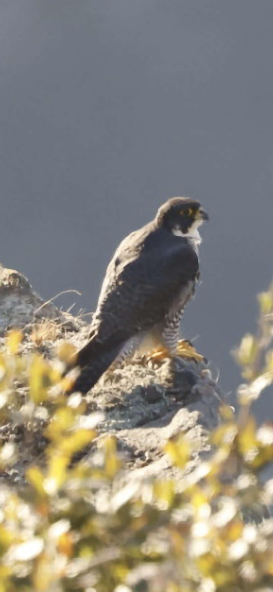 Recent bird photo