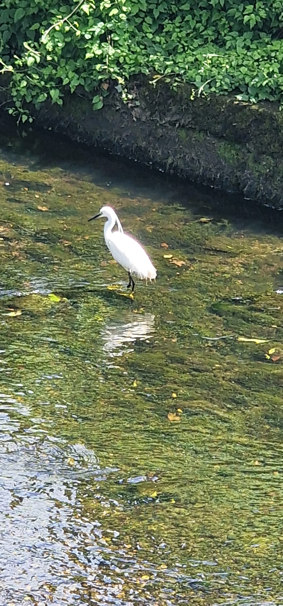 Recent bird photo