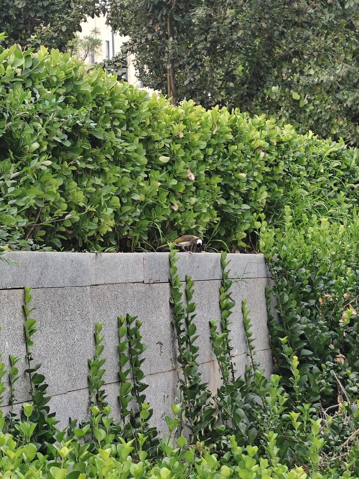 Recent bird photo